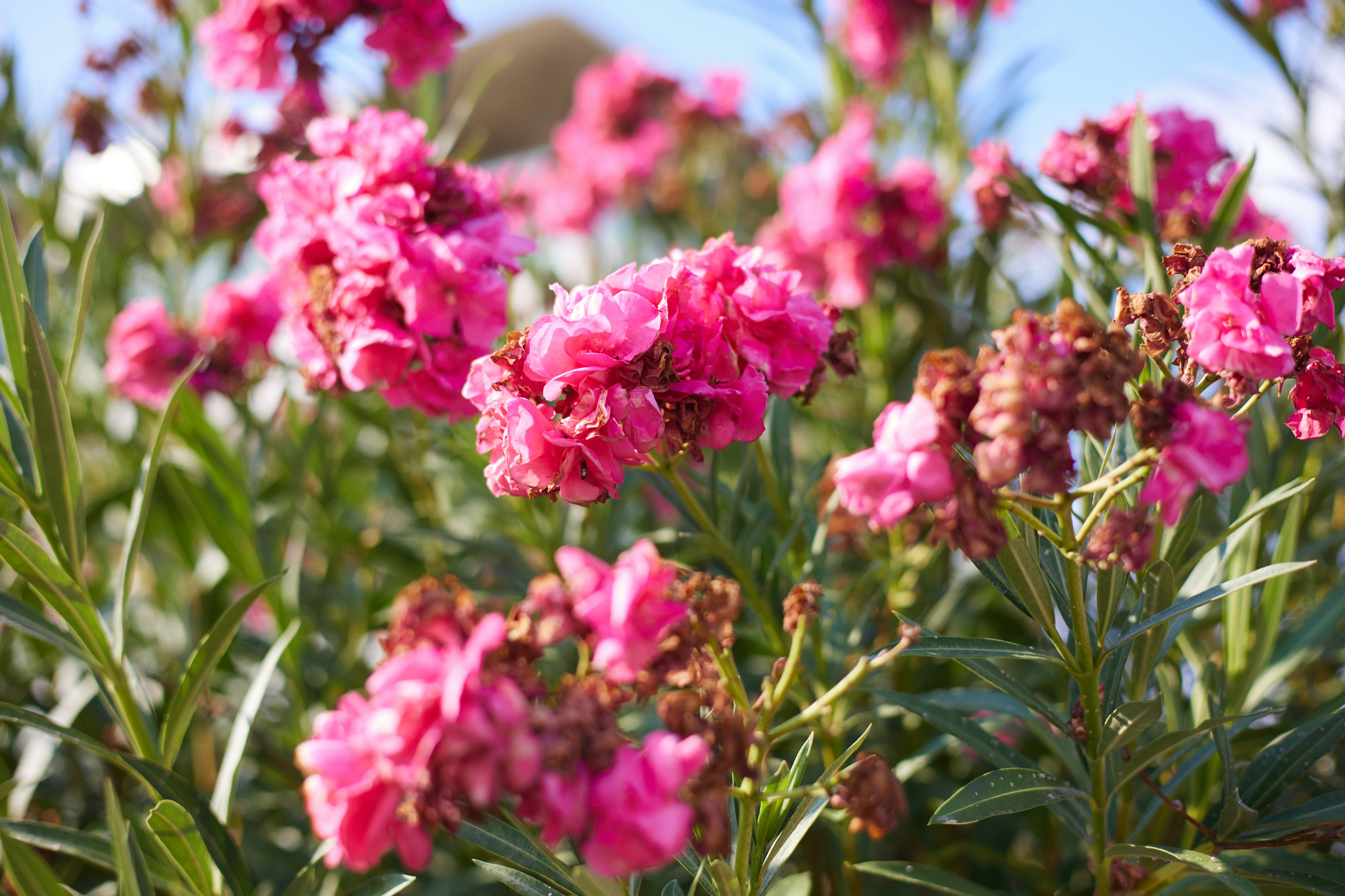 Leuchtend rosa Blüten blühen an grünen Laubzweigen.