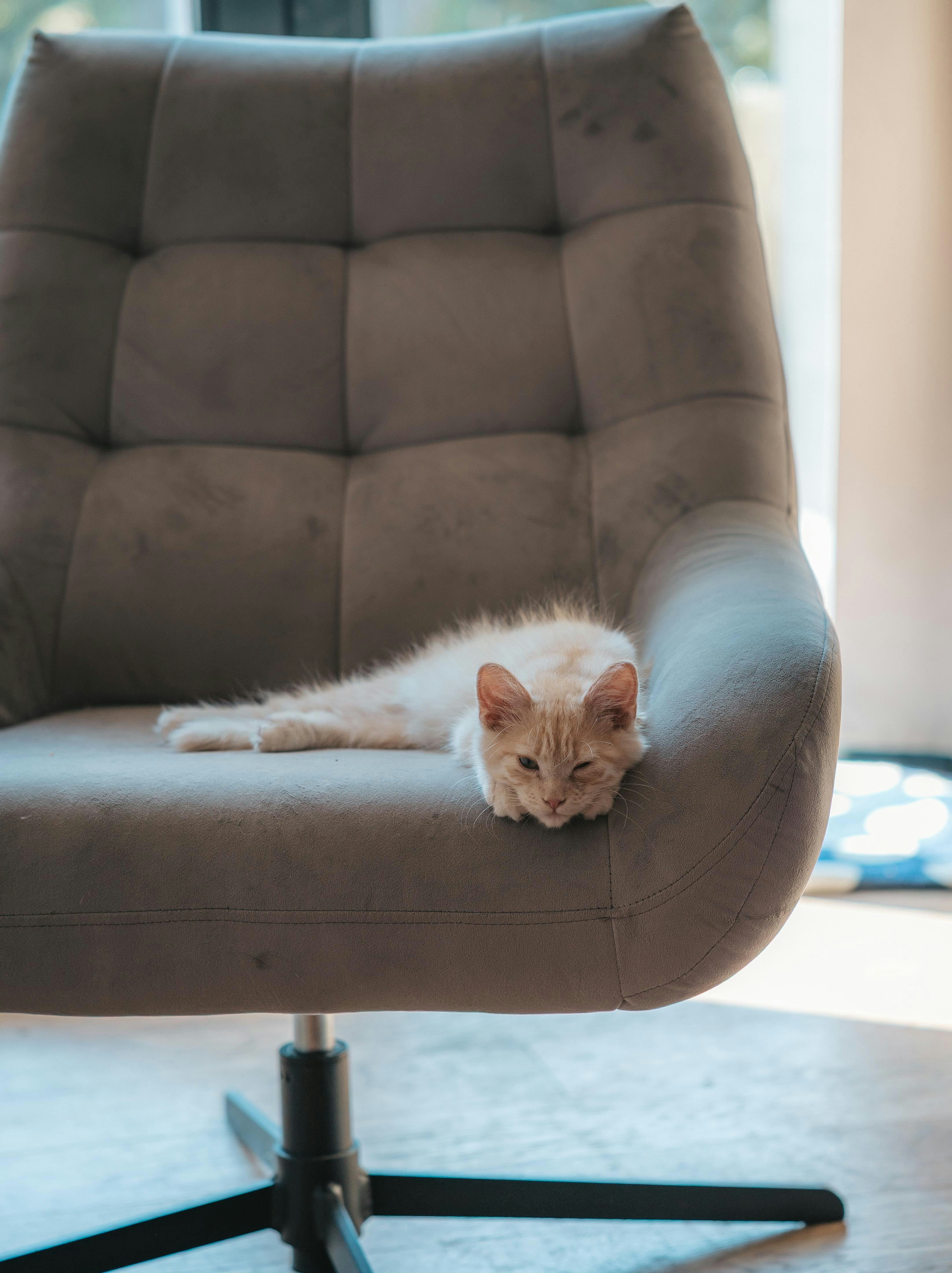A small kitten rests on a gray armchair.