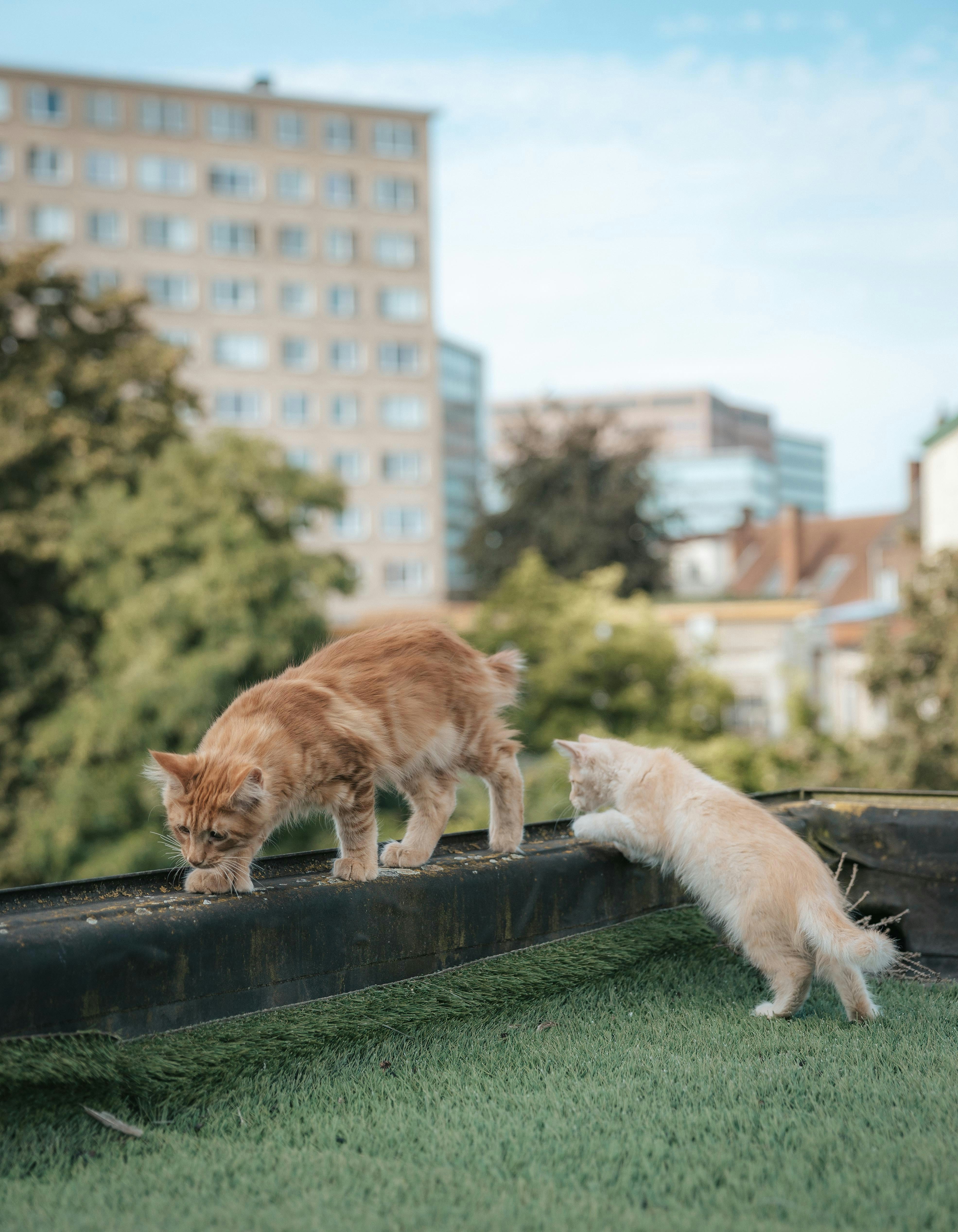 Two cats exploring a rooftop with buildings behind.