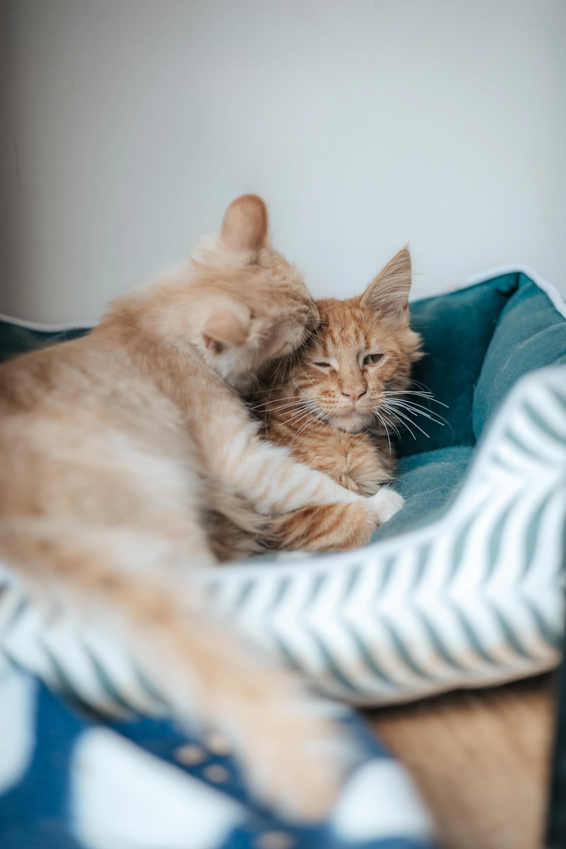 Two orange cats resting together in a pet bed