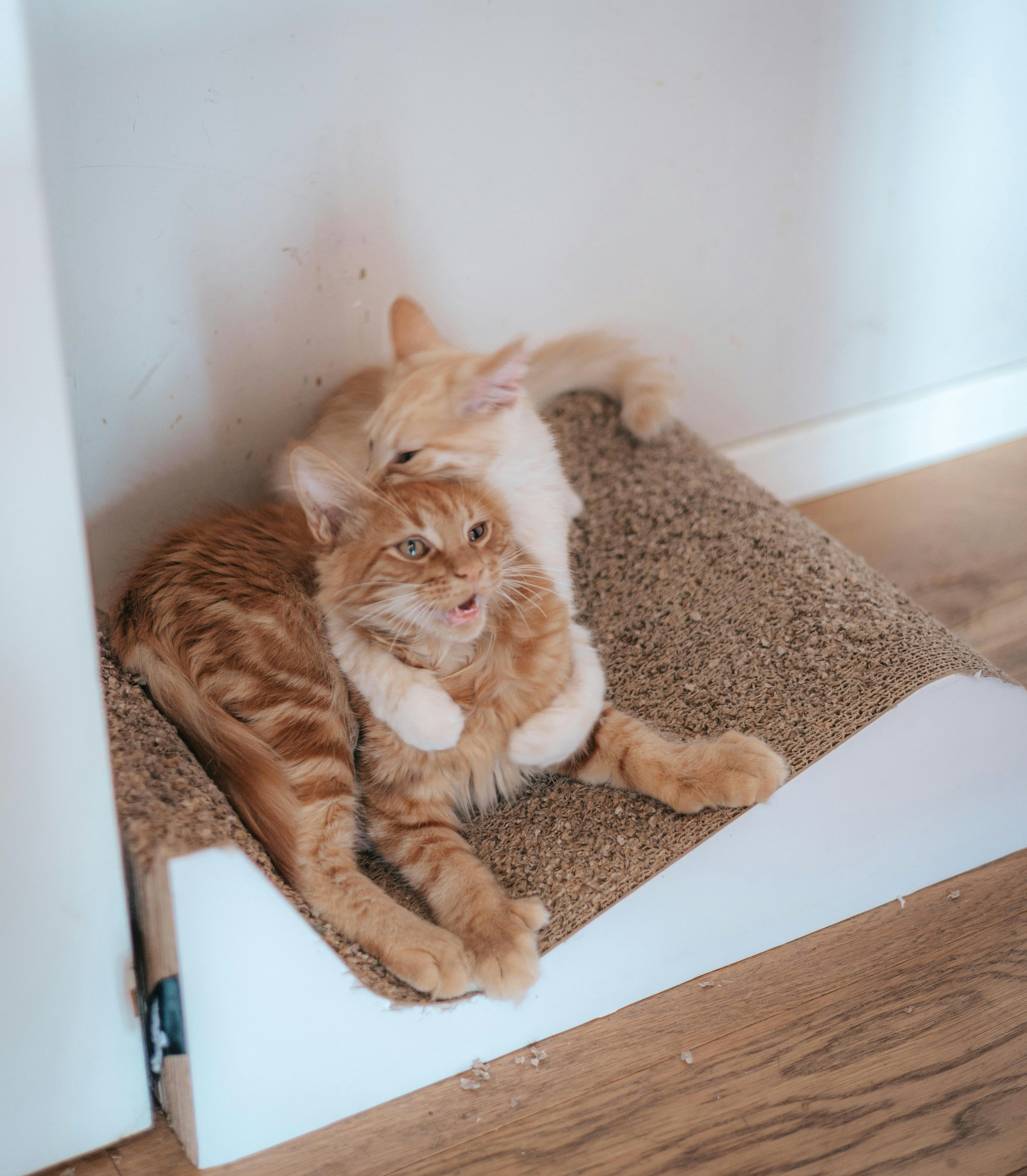 Two orange kittens playing on a scratching post.