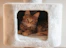 A fluffy orange kitten rests in a white cubby.