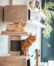Two orange cats sitting on a cat tree.