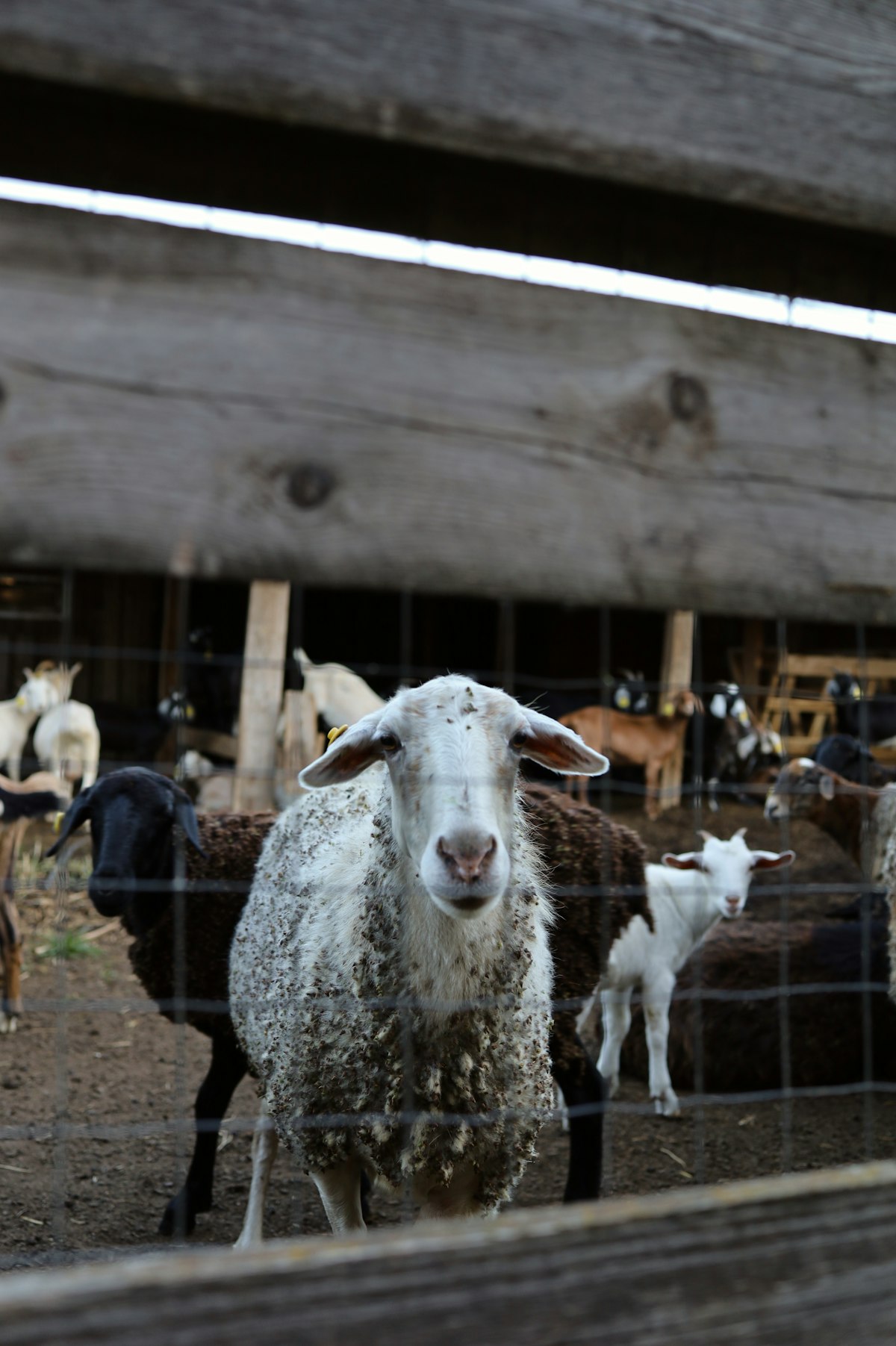 Geitenboerderij Ridammerhoeve