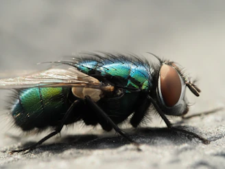Close-up of a metallic green fly with large eyes.