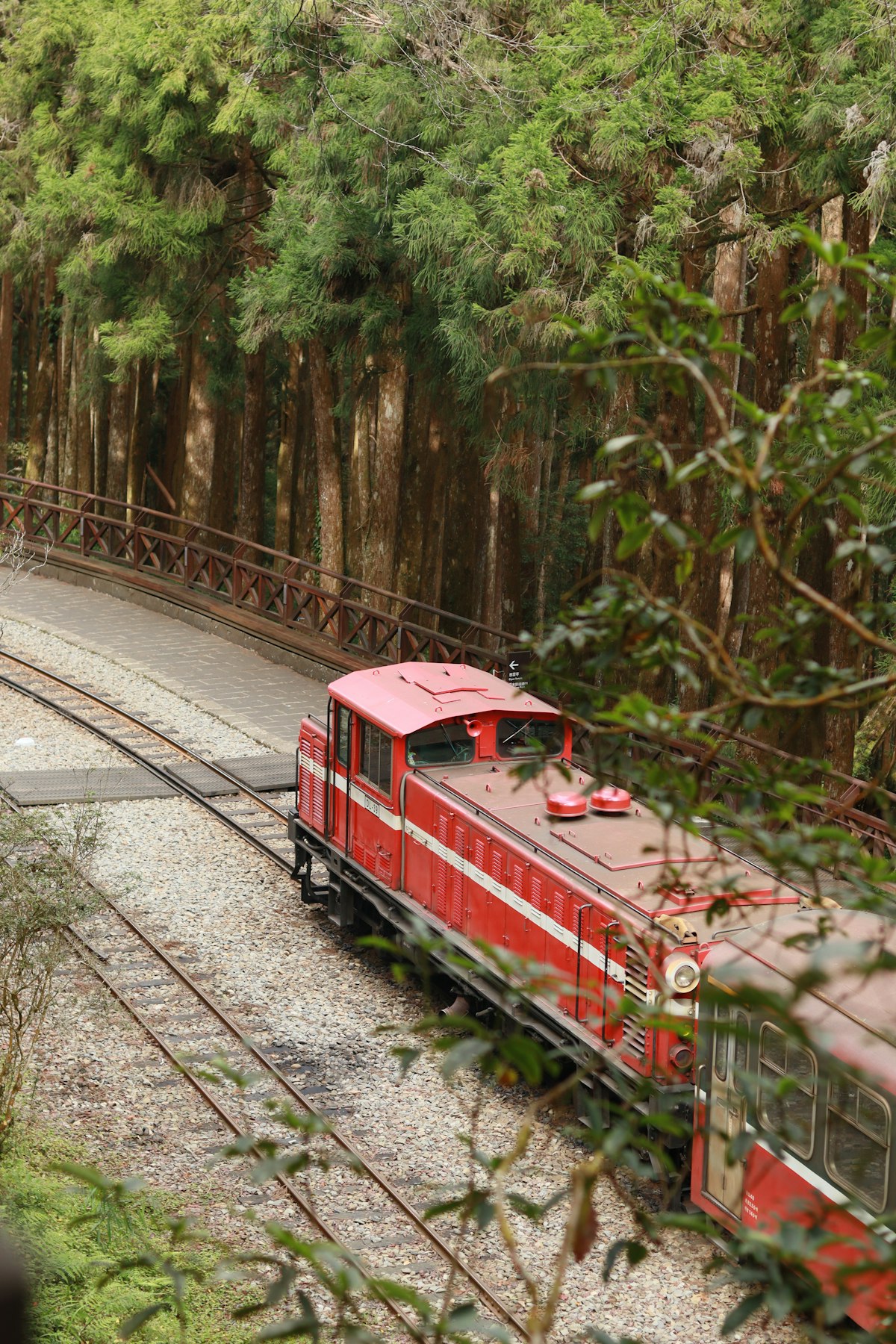 紅色小火車穿越翠綠森林