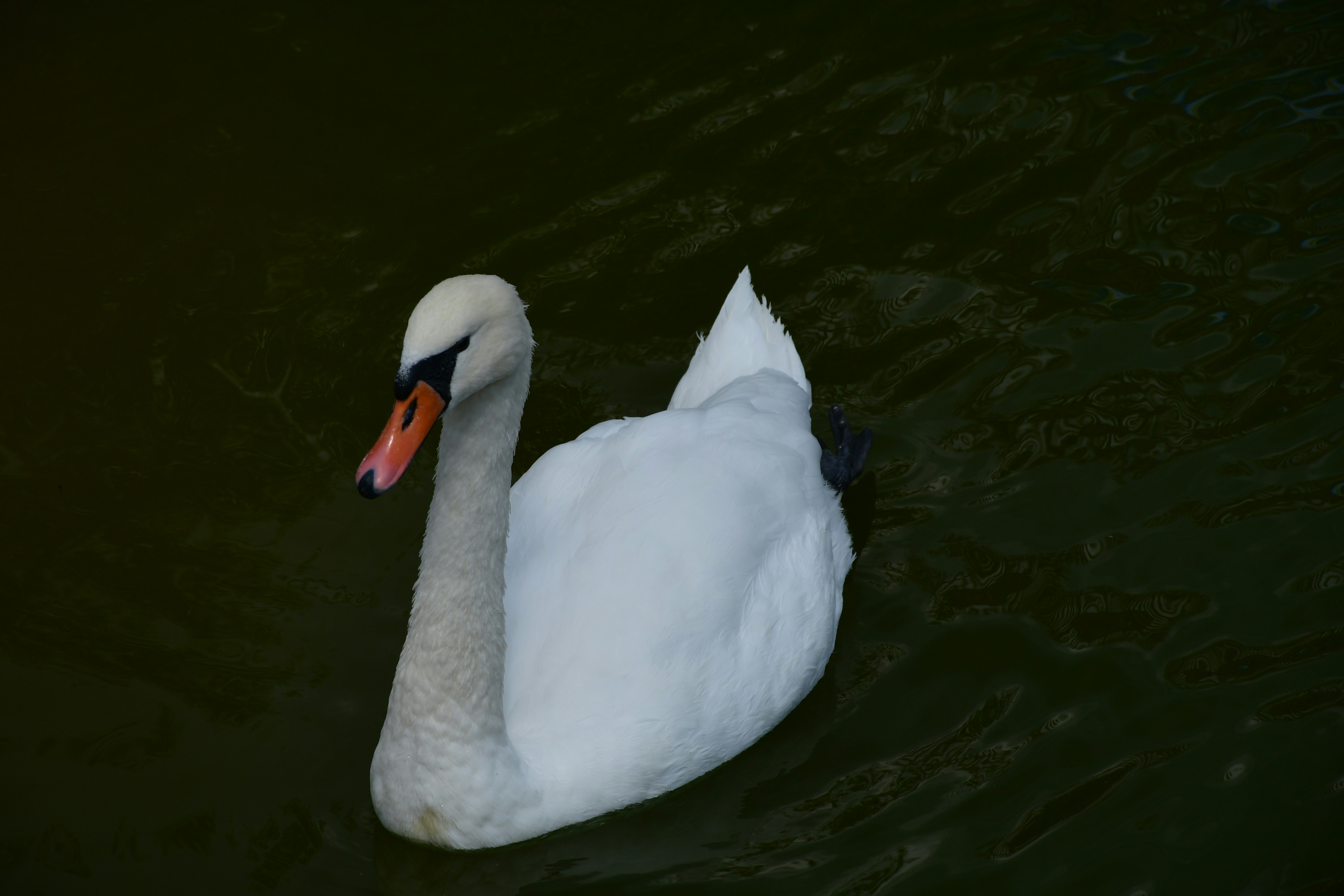 Photo by anna_kharkivska