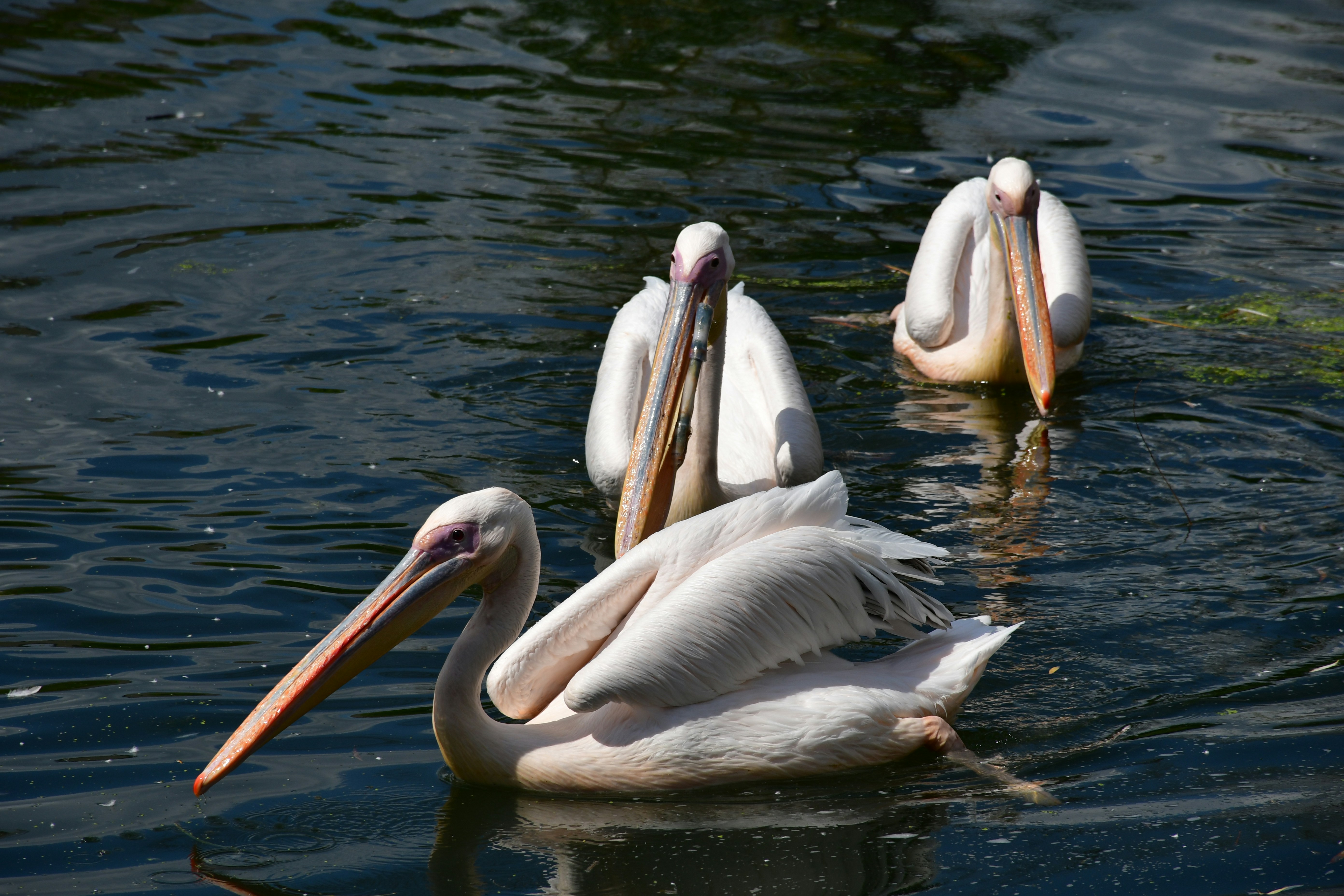 Photo by anna_kharkivska