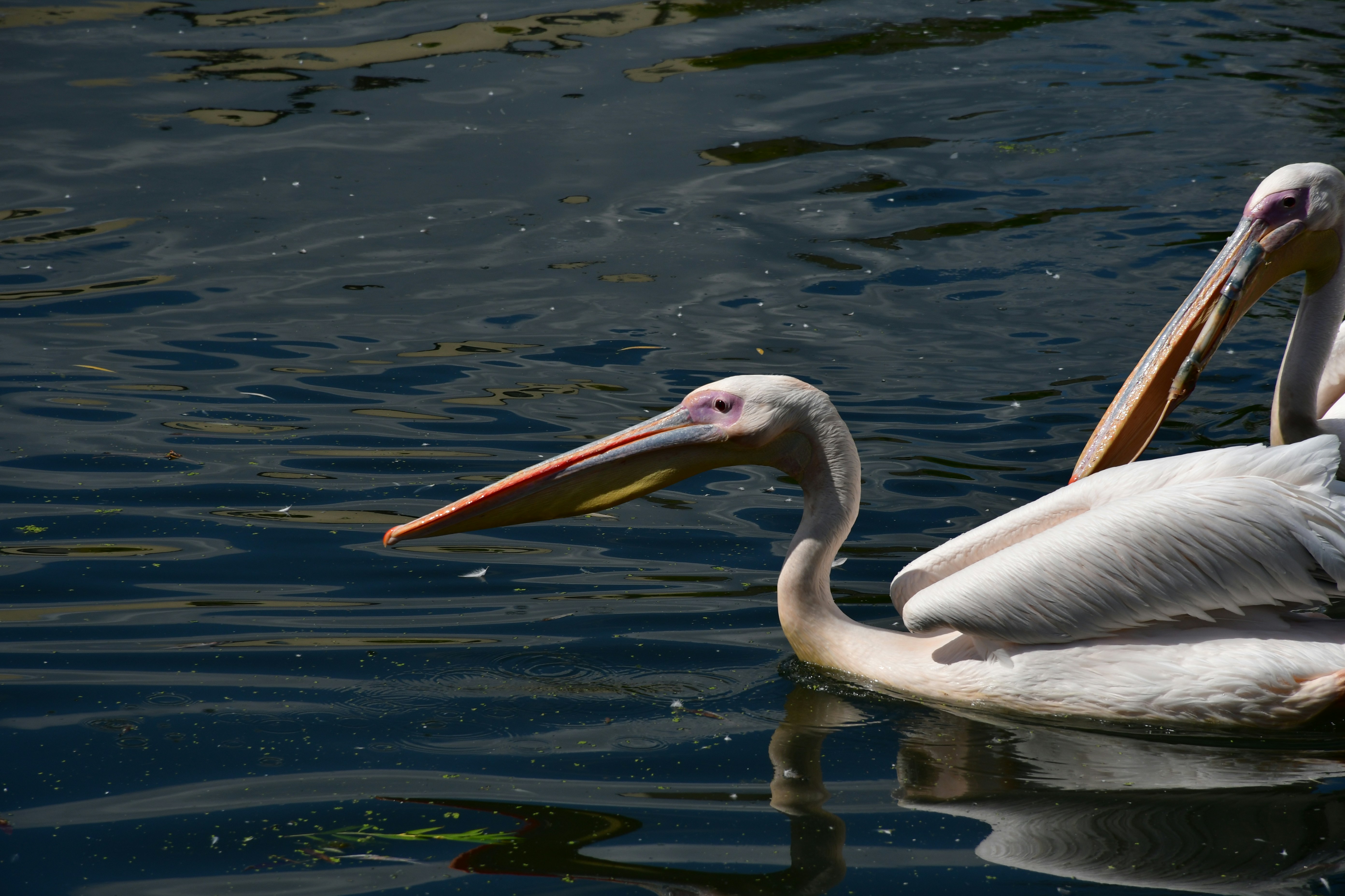 Photo by anna_kharkivska