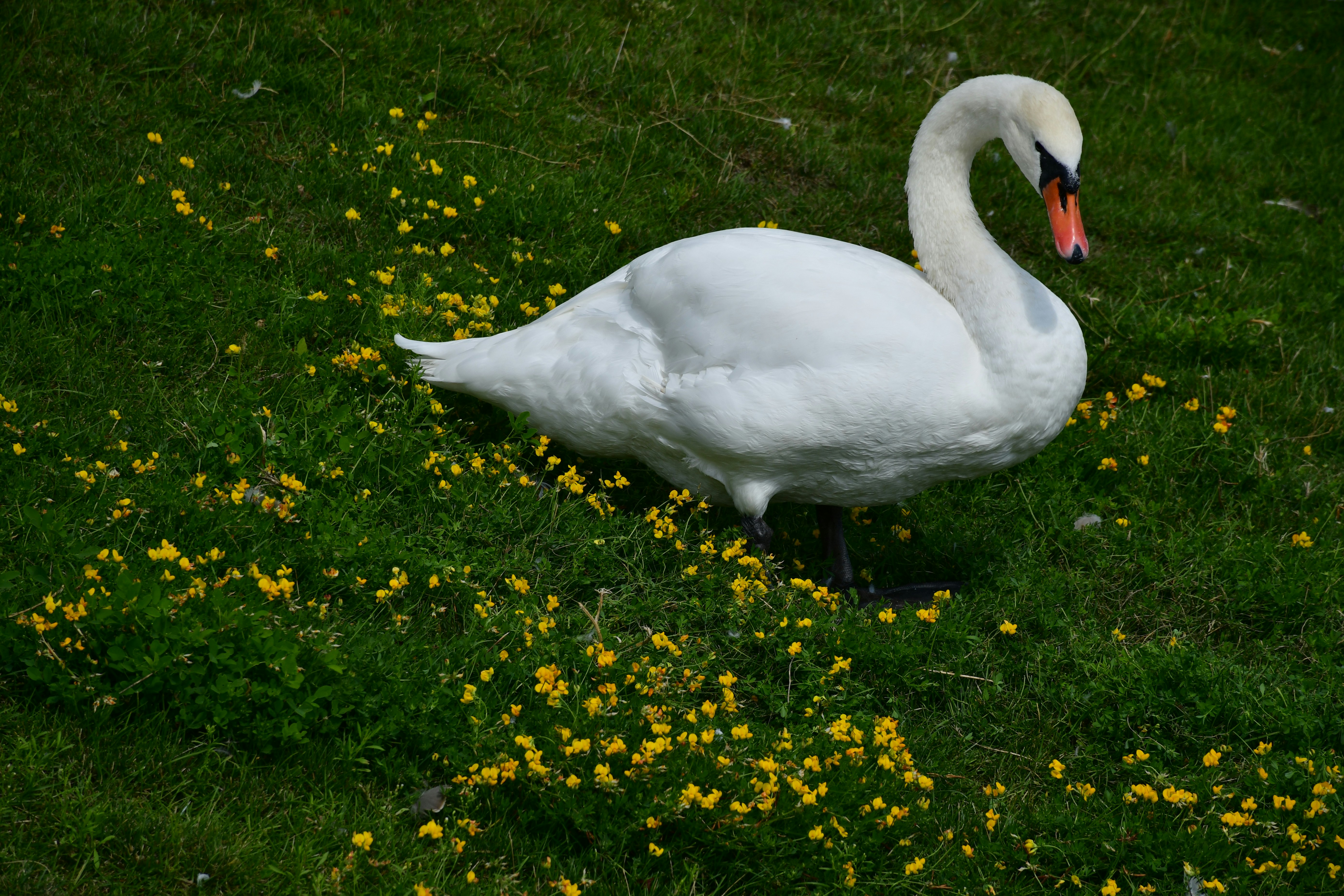 Photo by anna_kharkivska