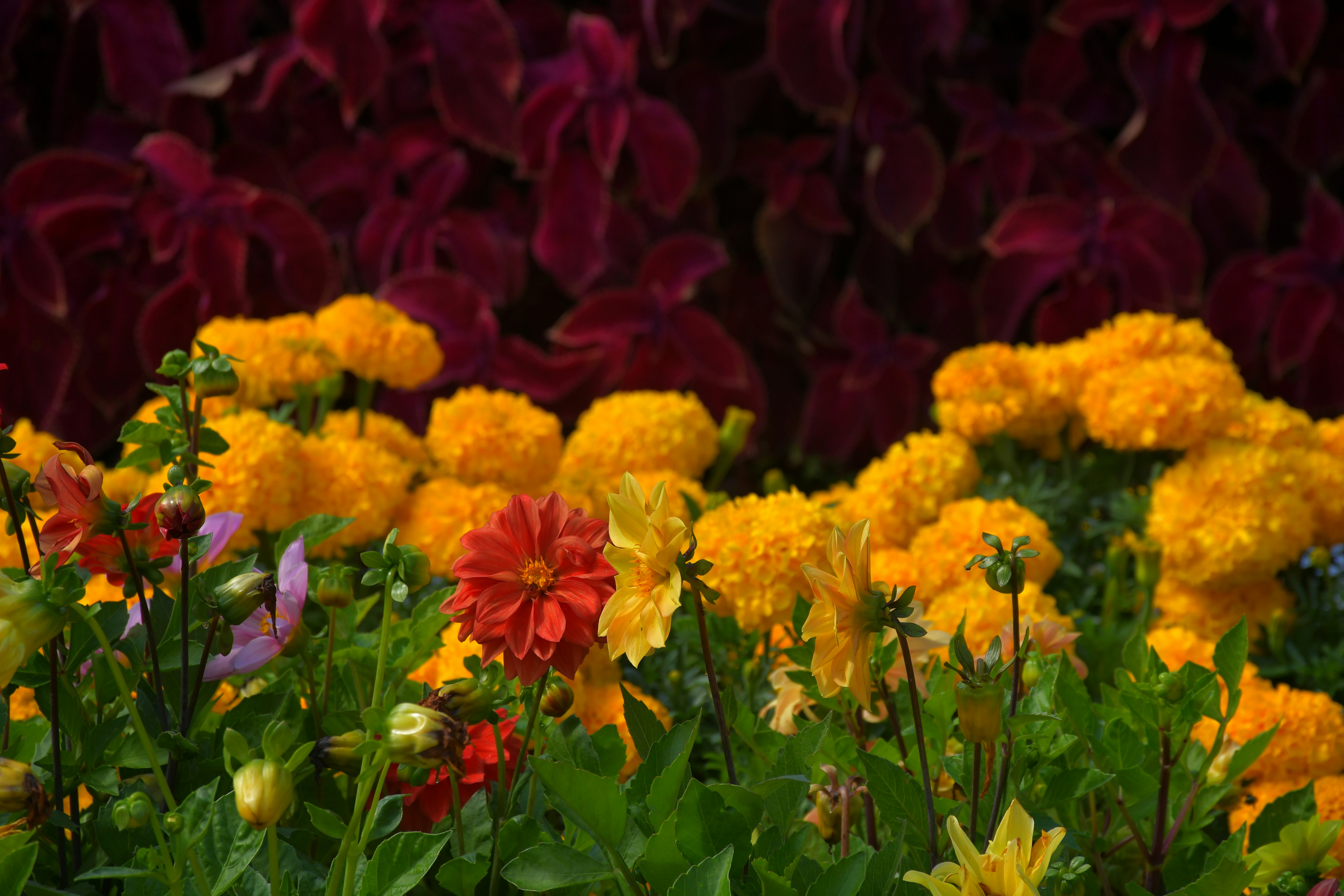 Photo by anna_kharkivska