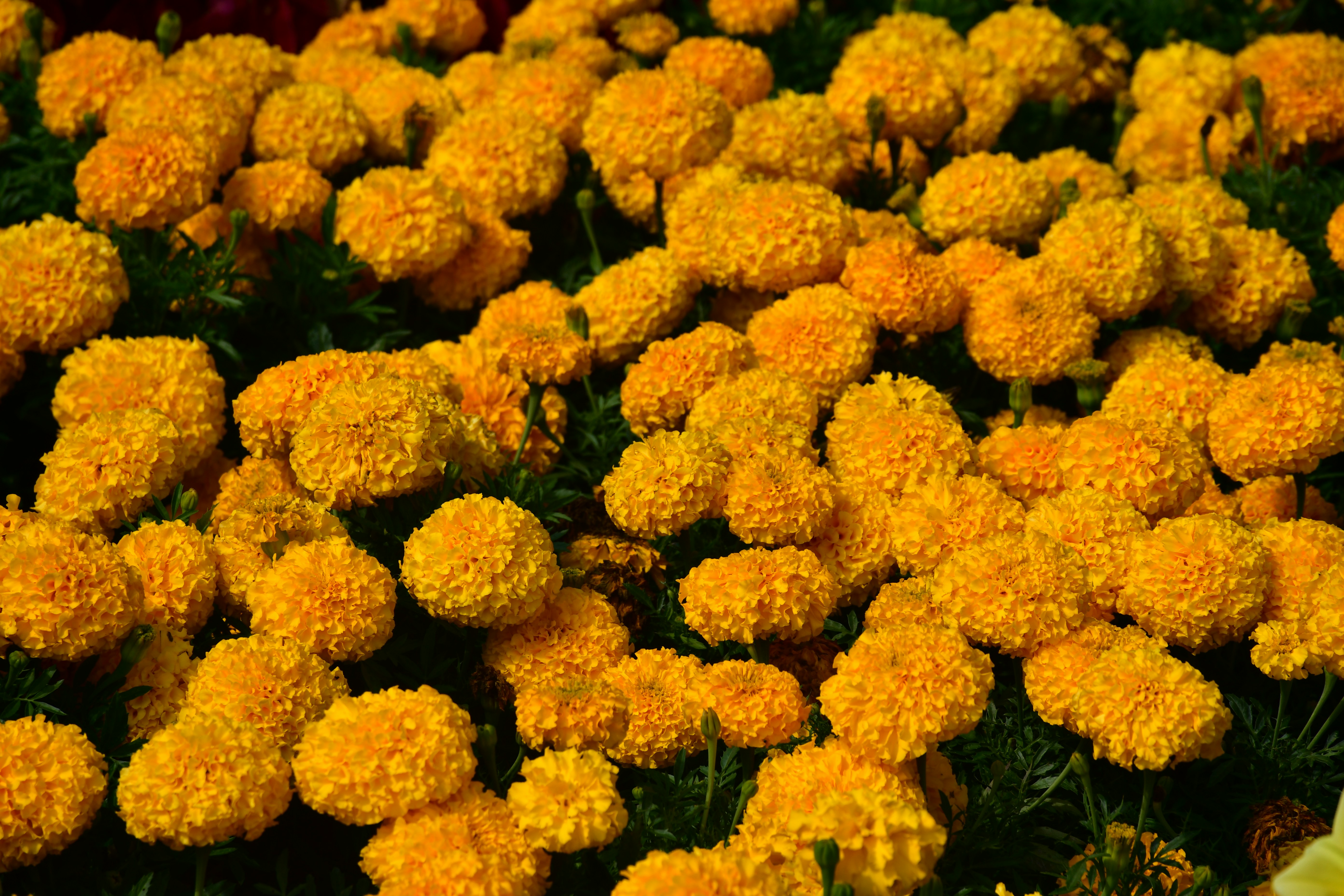 Photo by anna_kharkivska