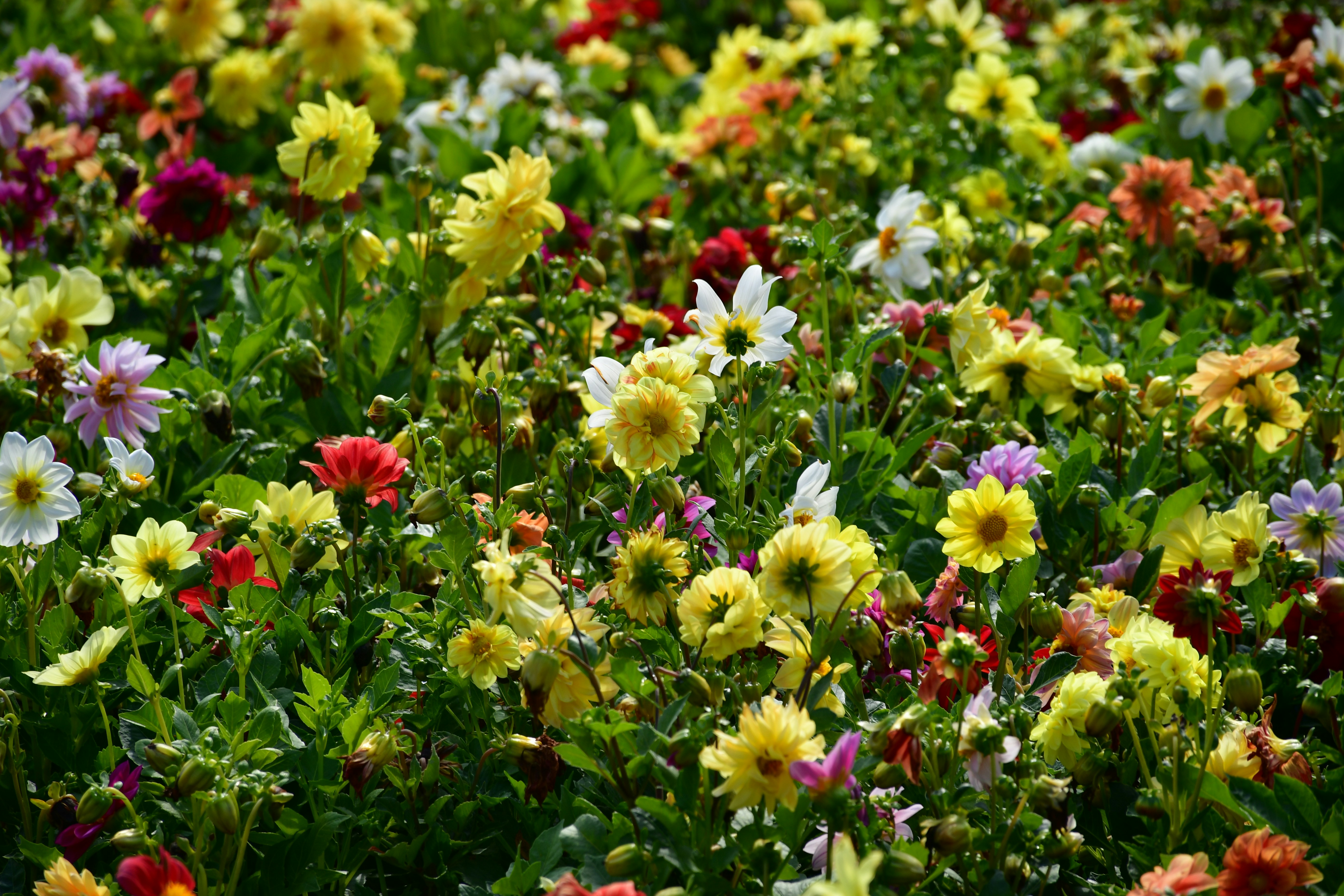 Photo by anna_kharkivska