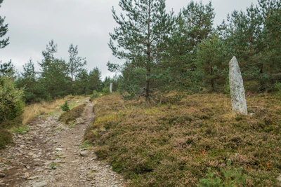 A stone standing on a grassy hill with trees