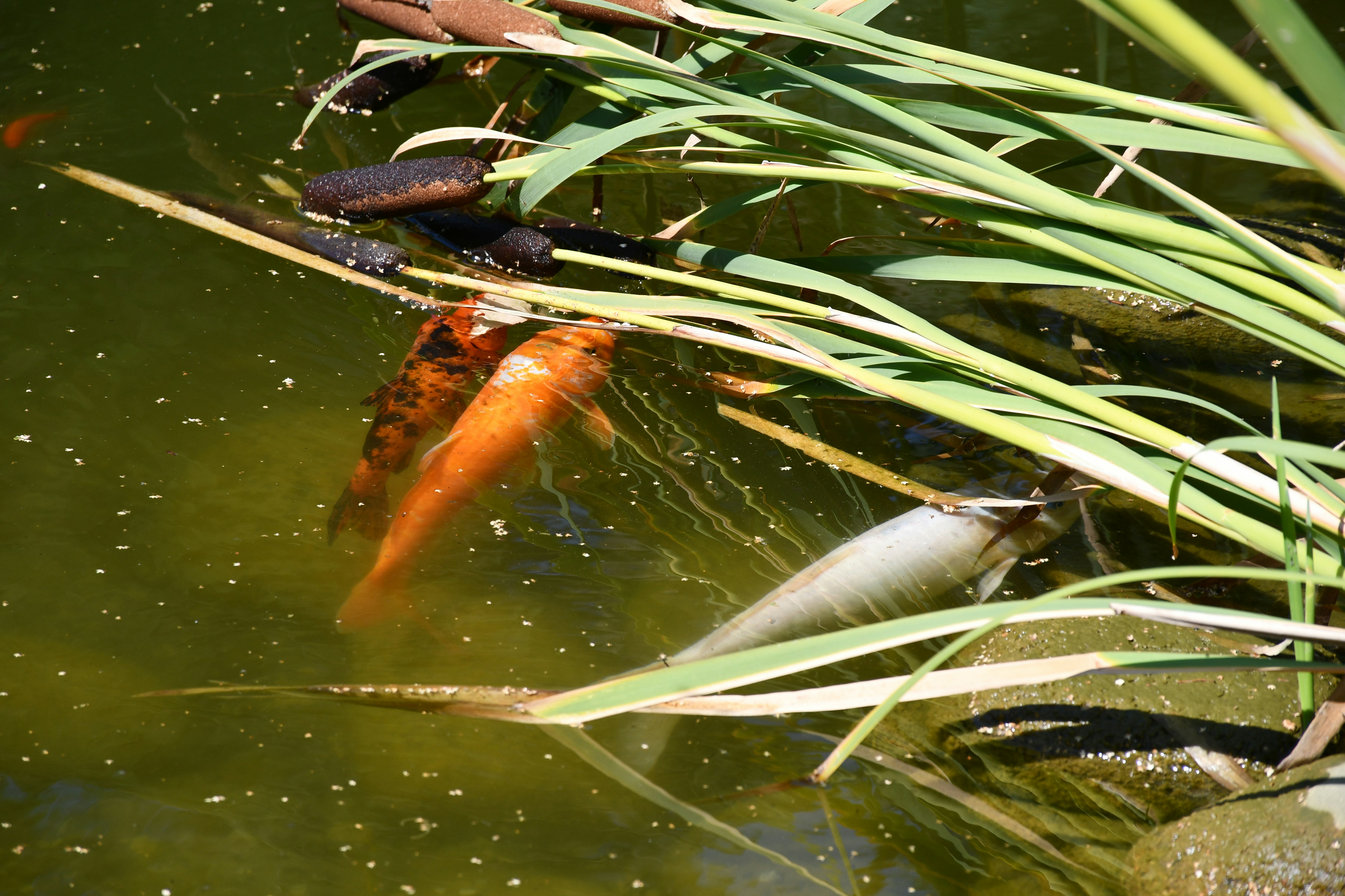 Photo by anna_kharkivska