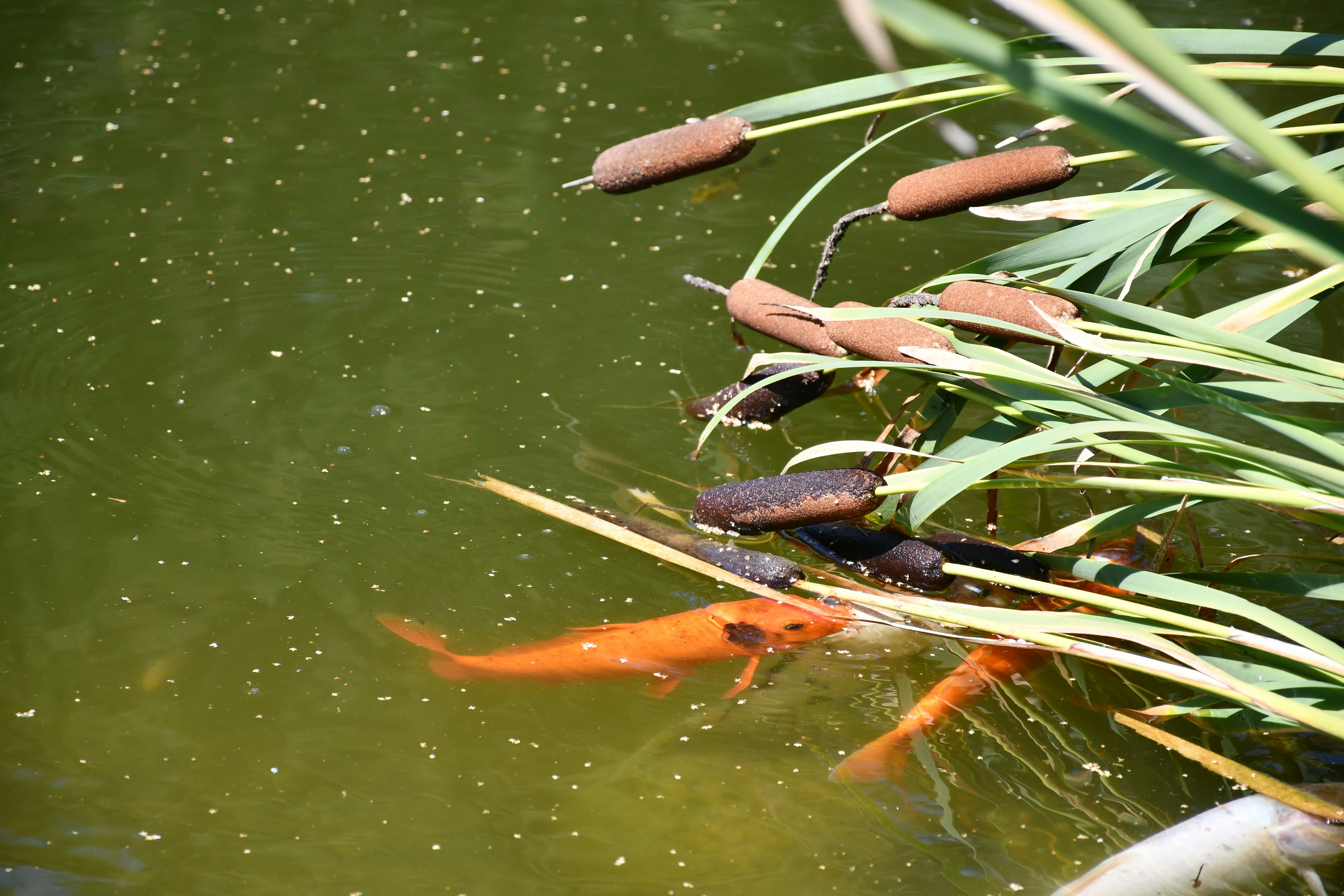 Photo by anna_kharkivska