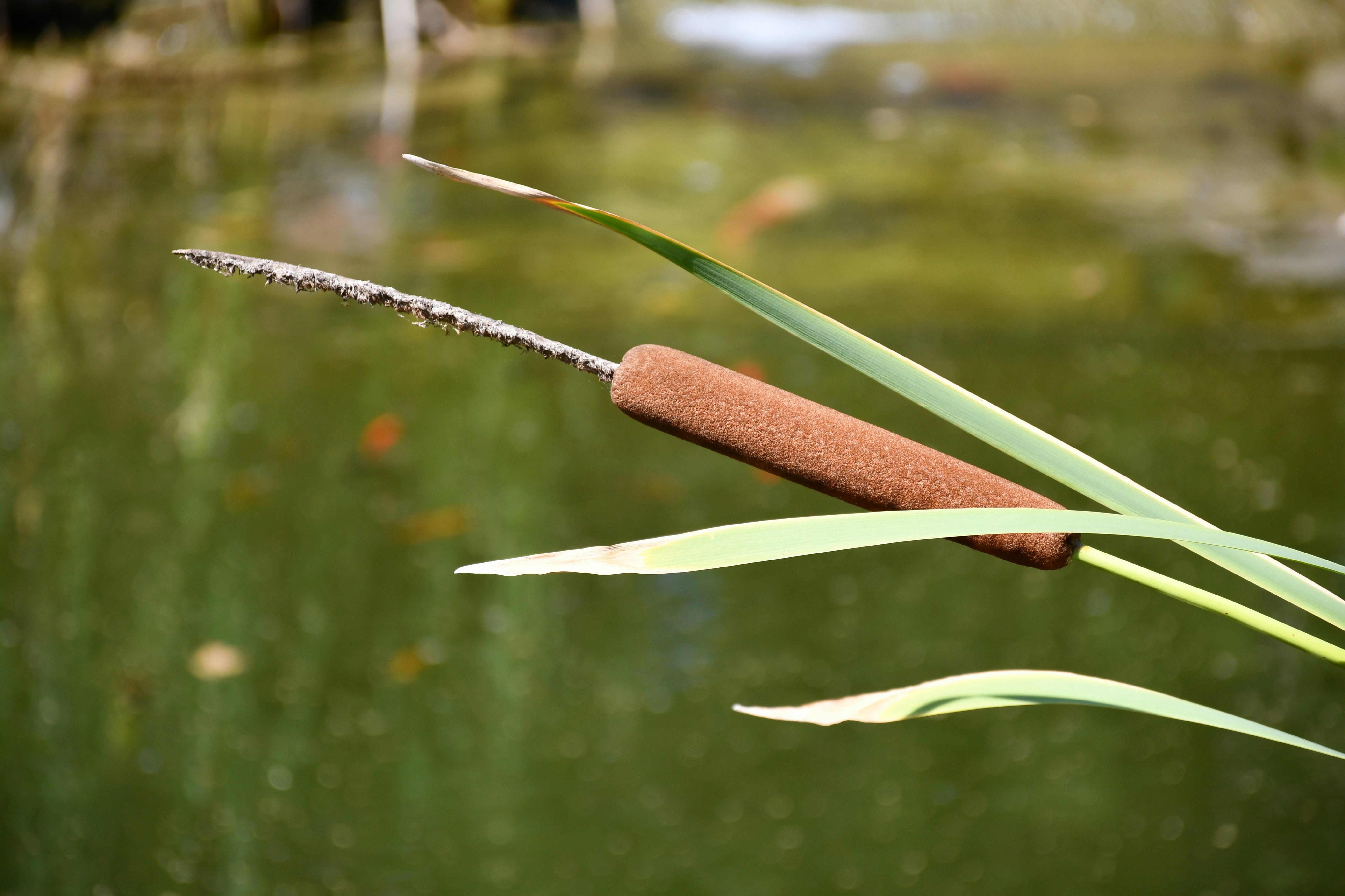 Cattail Slough Public Use Area