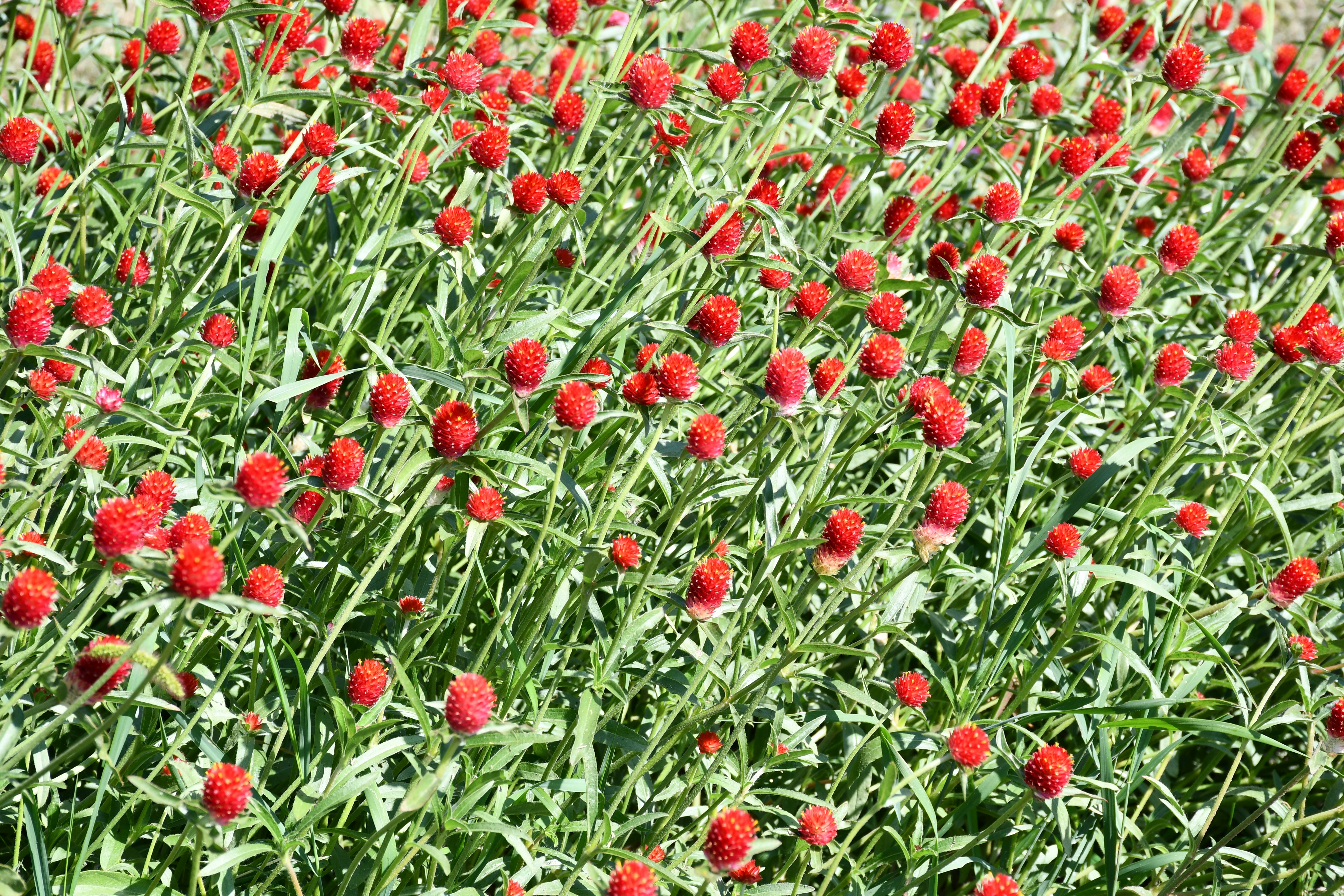 Field of small red globular flowers and green stems