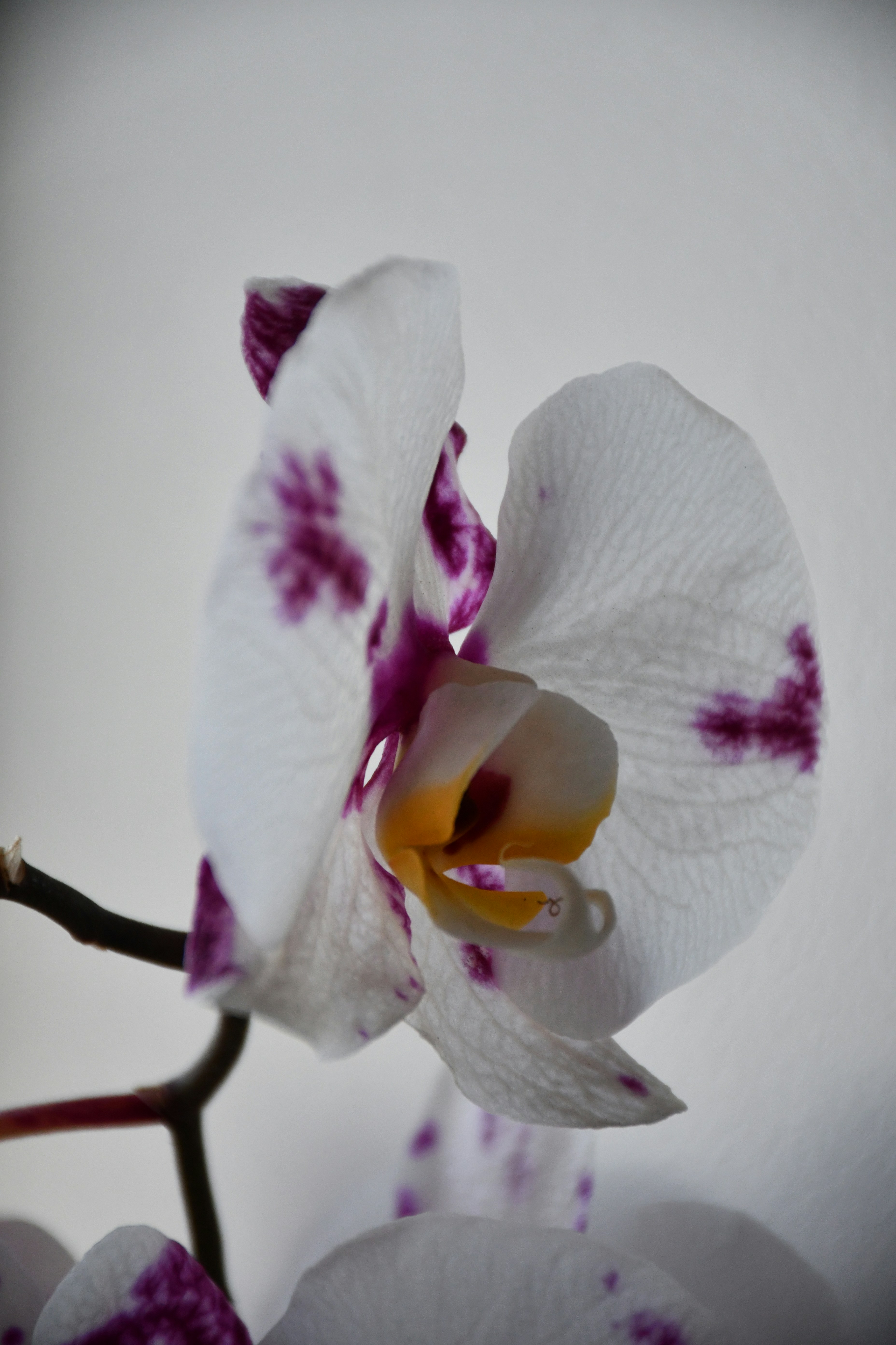 Photo by anna_kharkivska