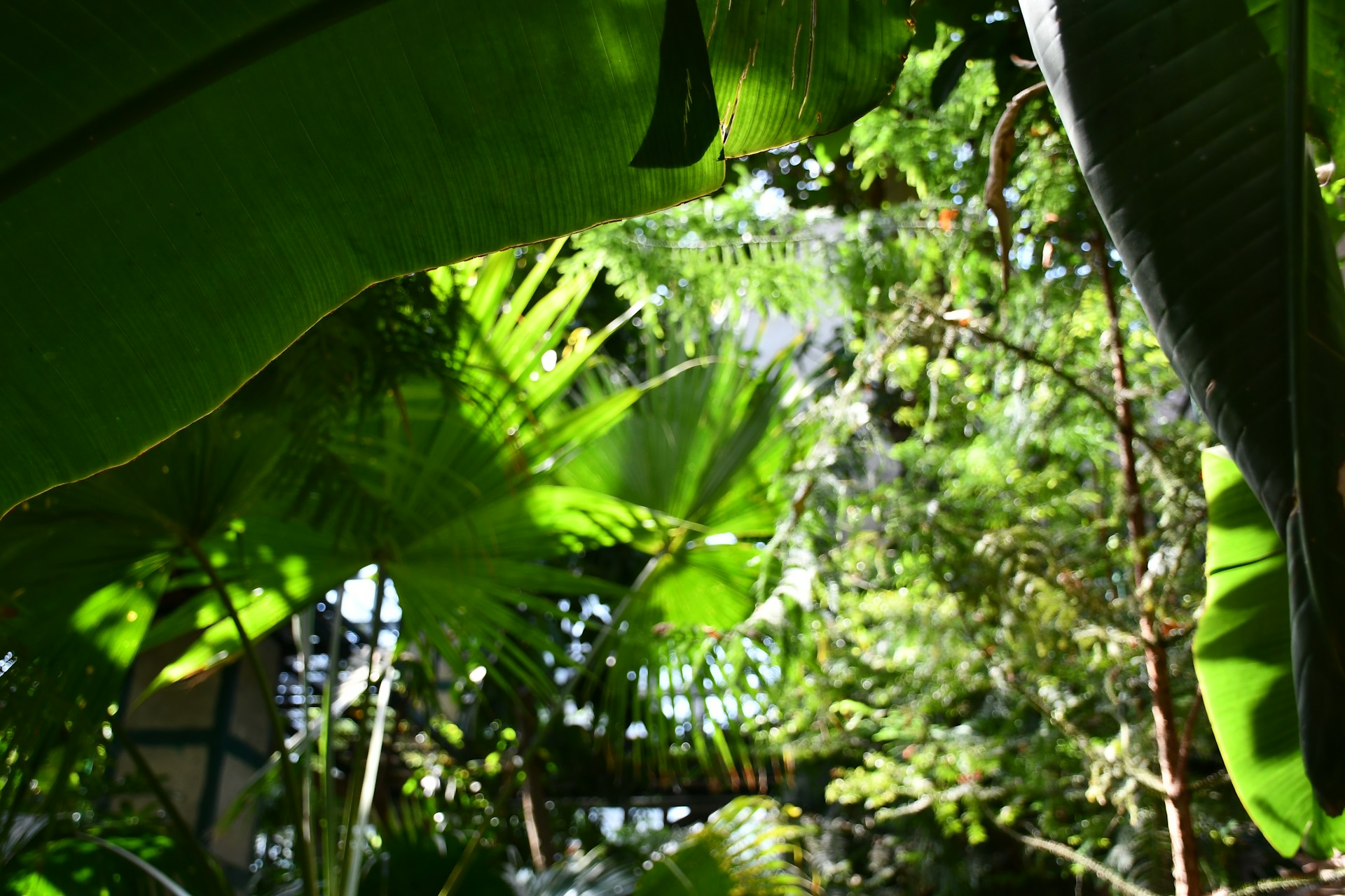 Lush green tropical foliage with sunlight filtering through.
