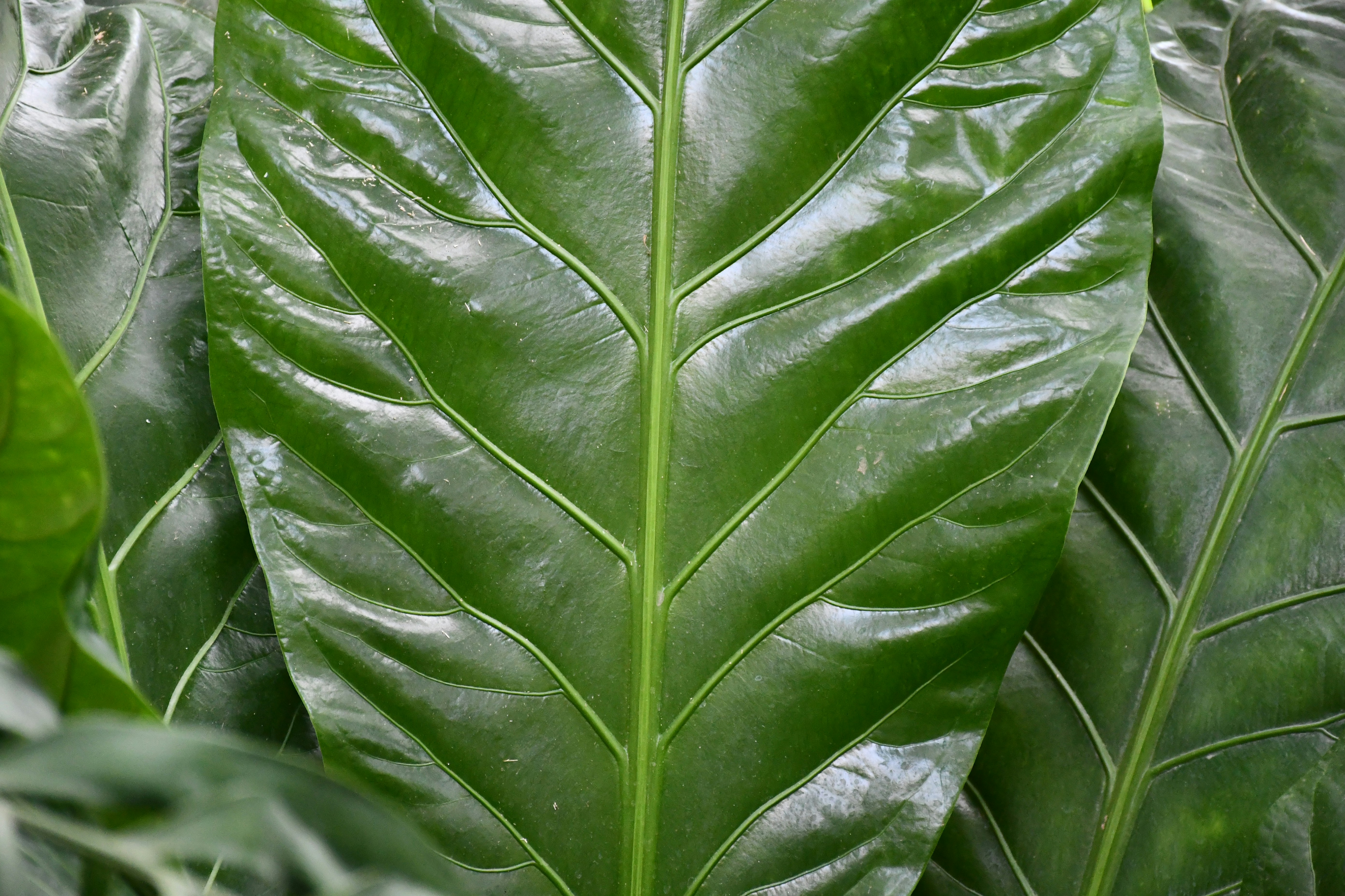 Caring for large leaf plants