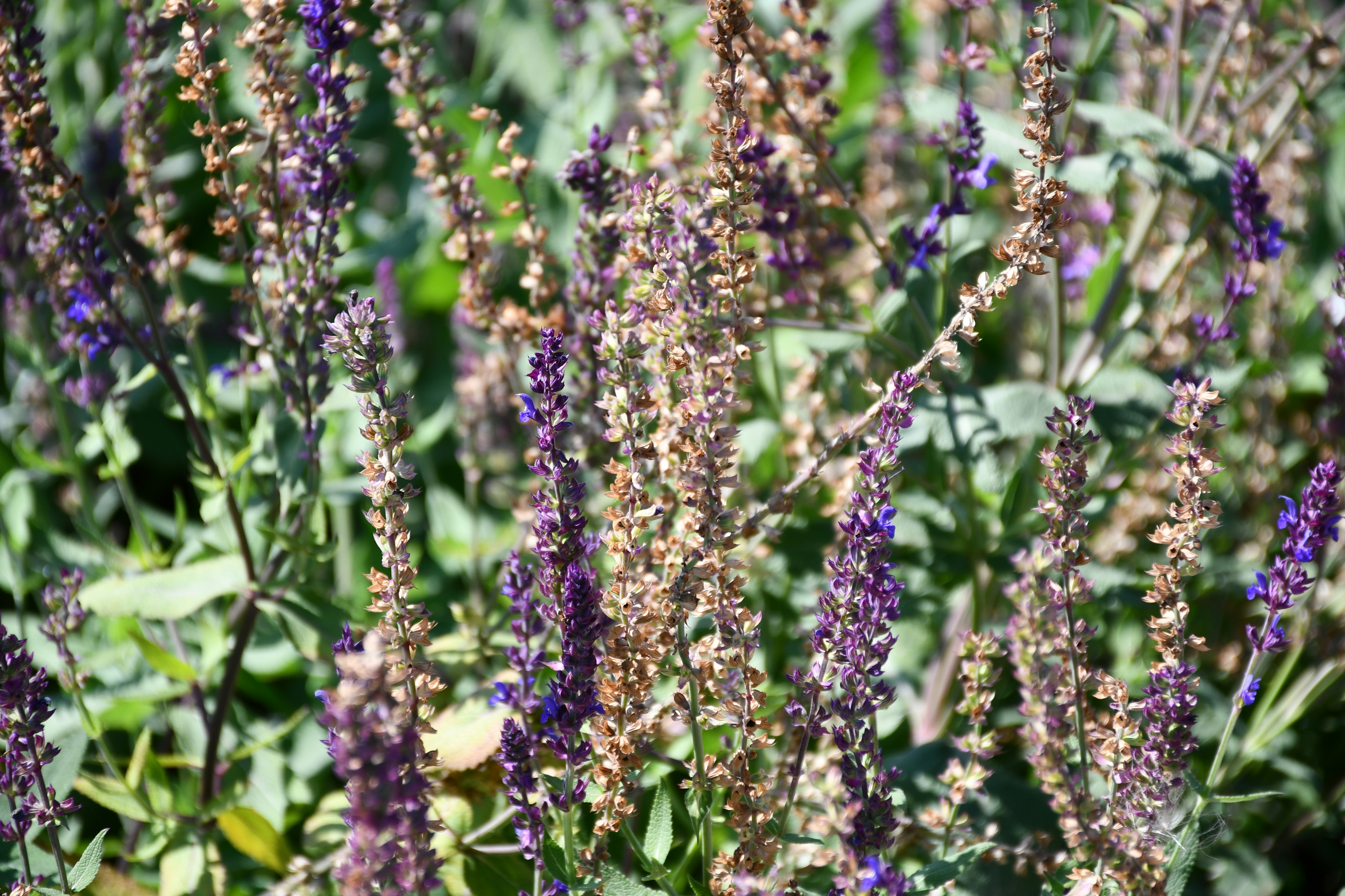 Photo by anna_kharkivska