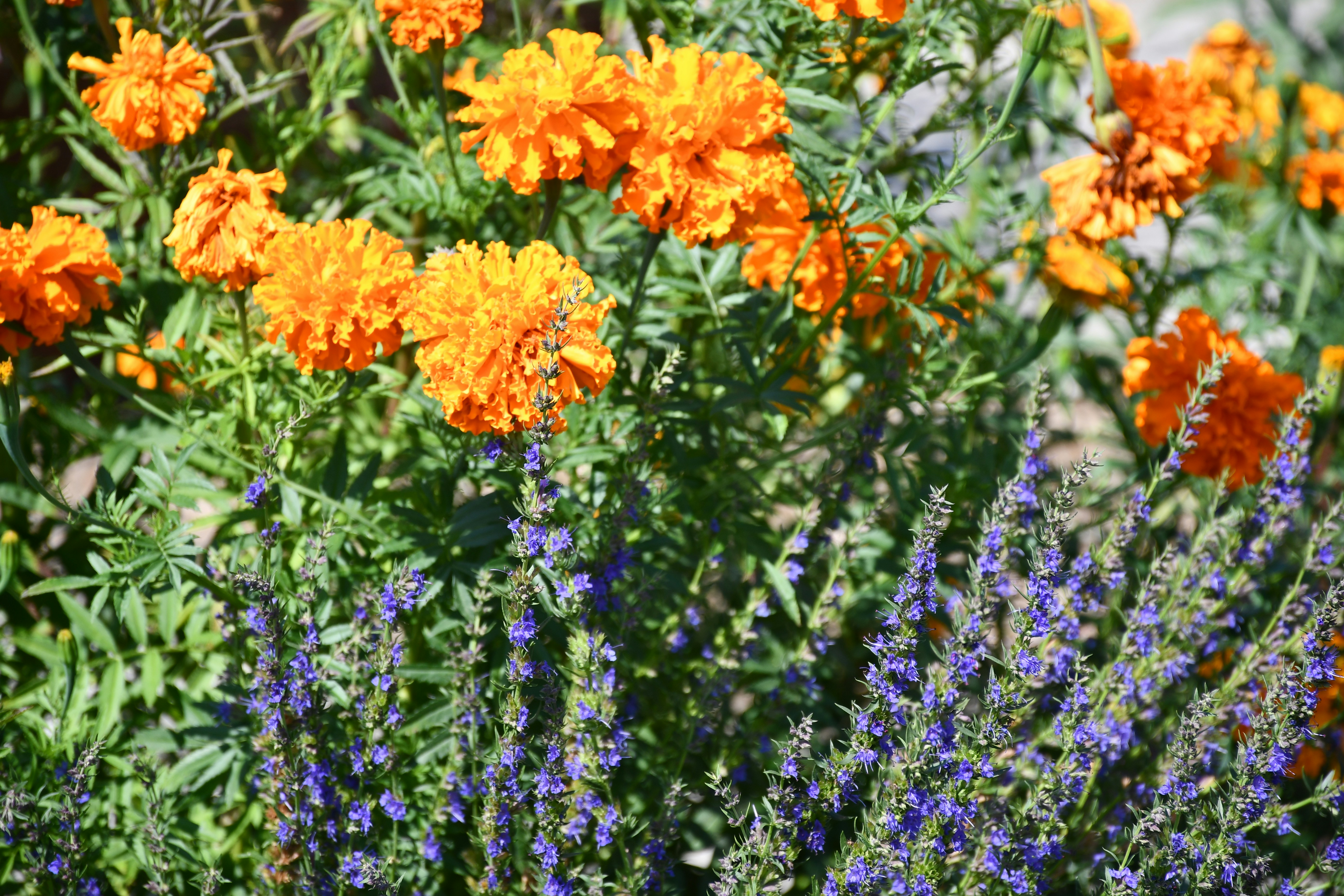 Vibrant Marigolds and Lavender planted together in a sunny garden bed - natural repellent plants