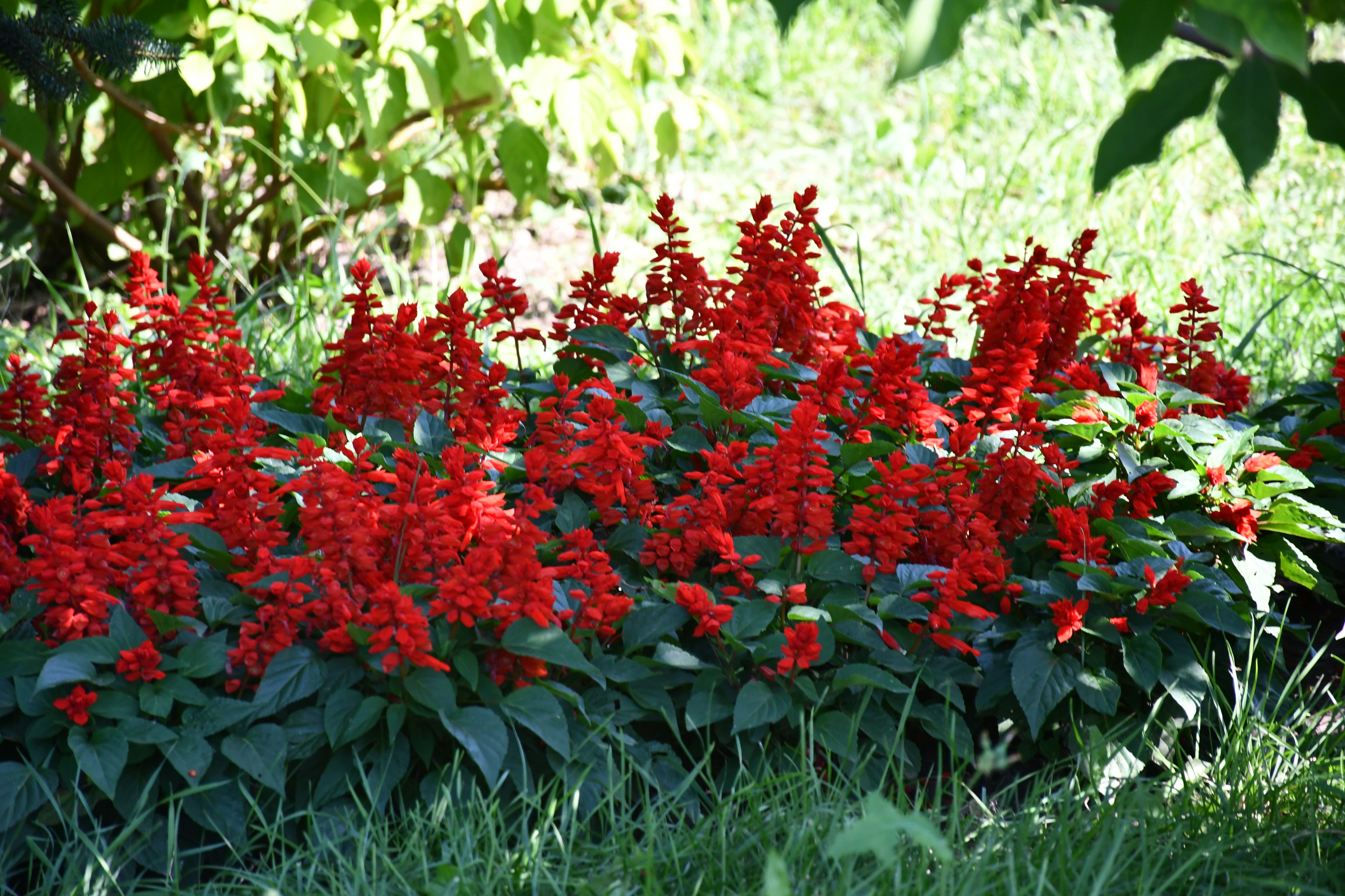 A cluster of bright red salvia flowers in a garden