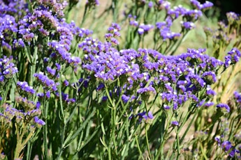 Field of delicate purple wildflowers in bloom.