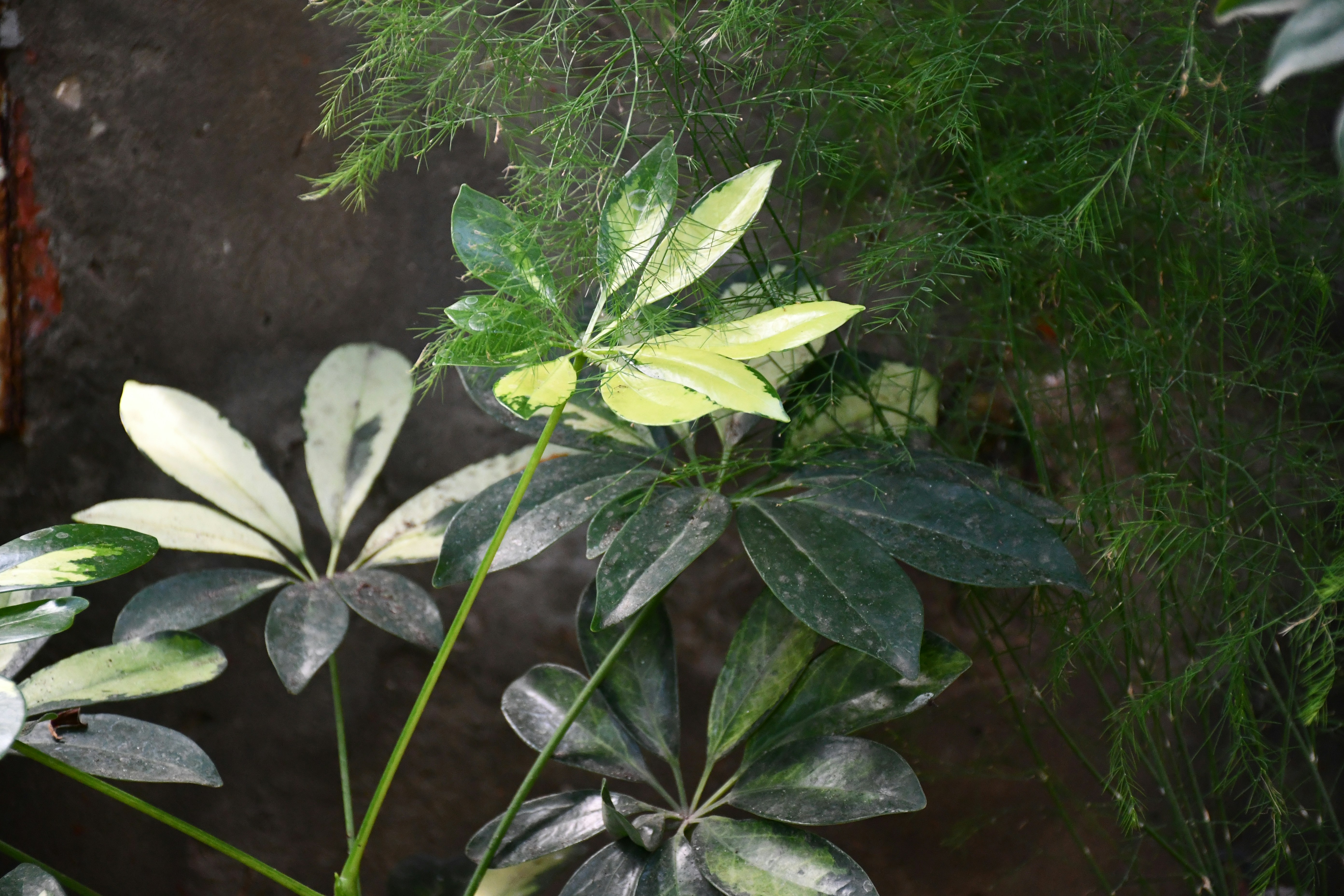 Variegated umbrella tree leaves against dark background