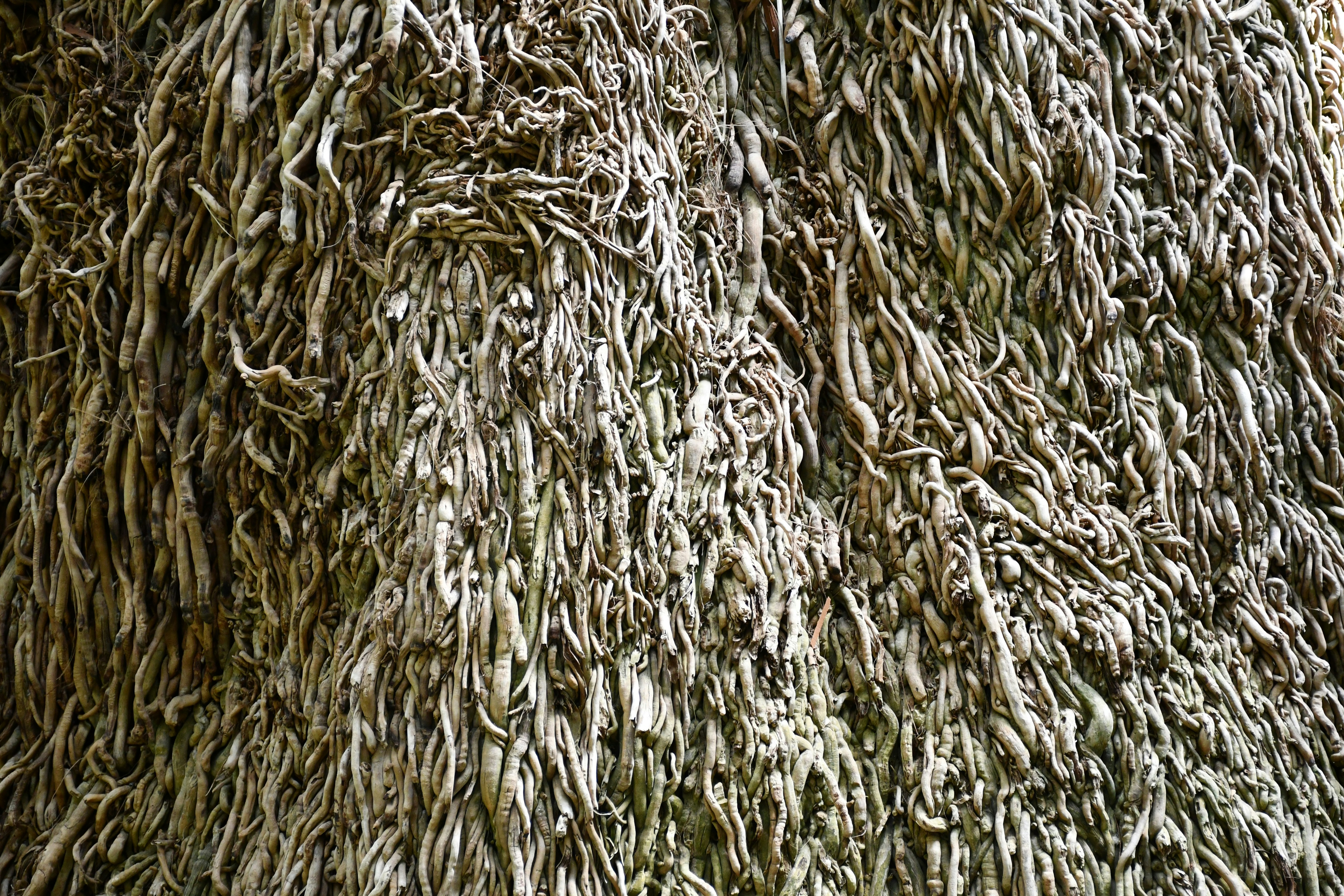 Close-up of fibrous palm tree roots texture