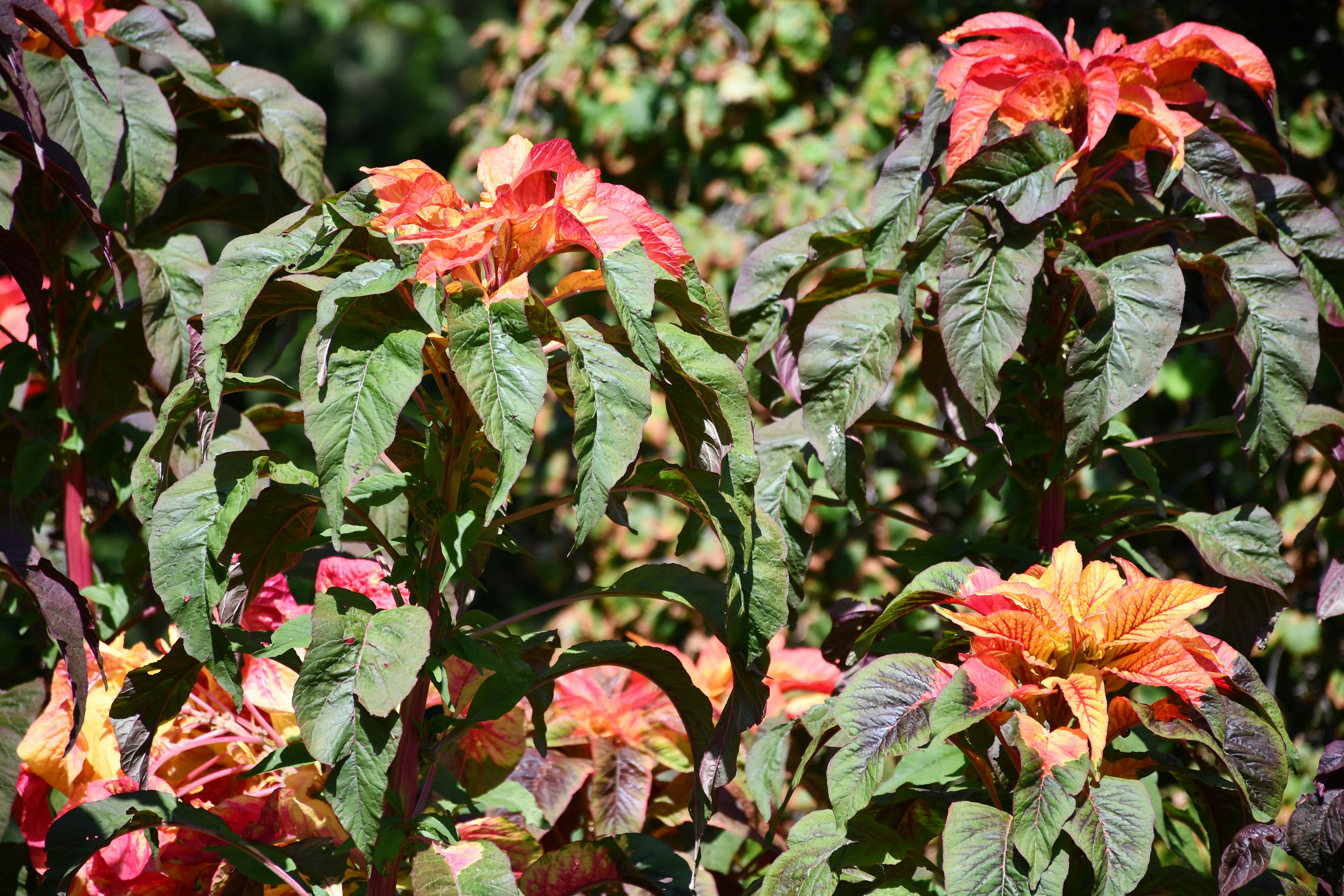 Photo by anna_kharkivska