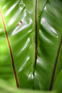 Close-up of glossy green fern leaves with brown veins.