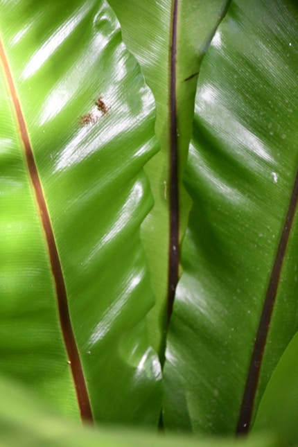 Close-up of glossy green fern leaves with brown veins.