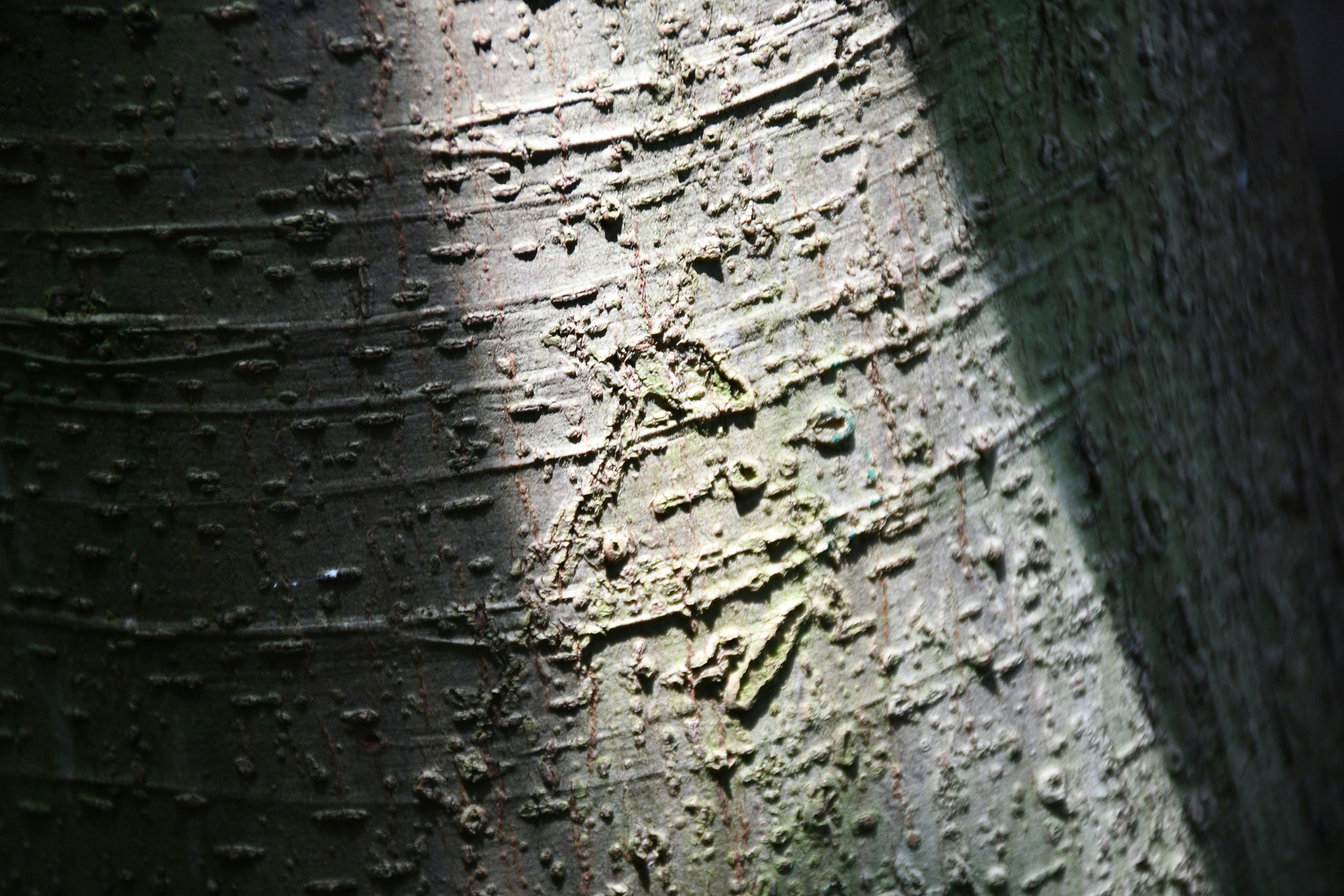 Photo by anna_kharkivska