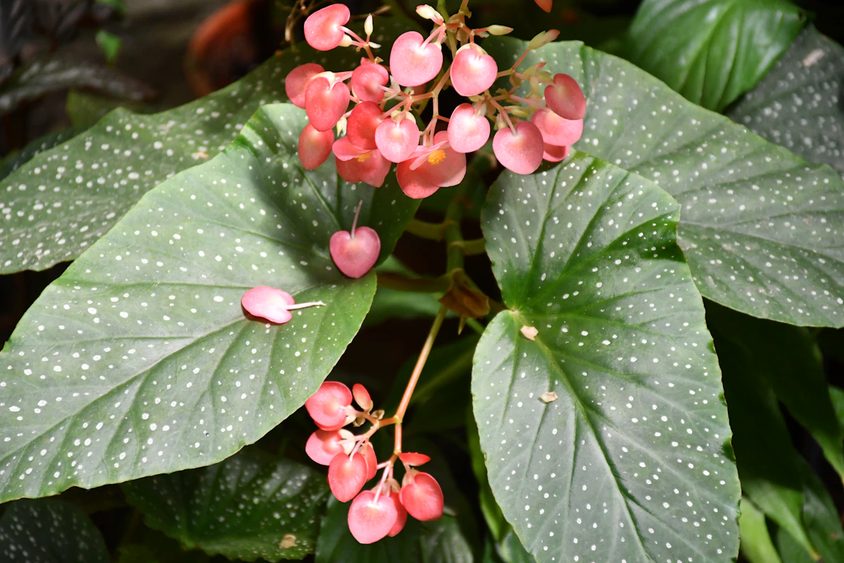 Cómo cuidar una Begonia