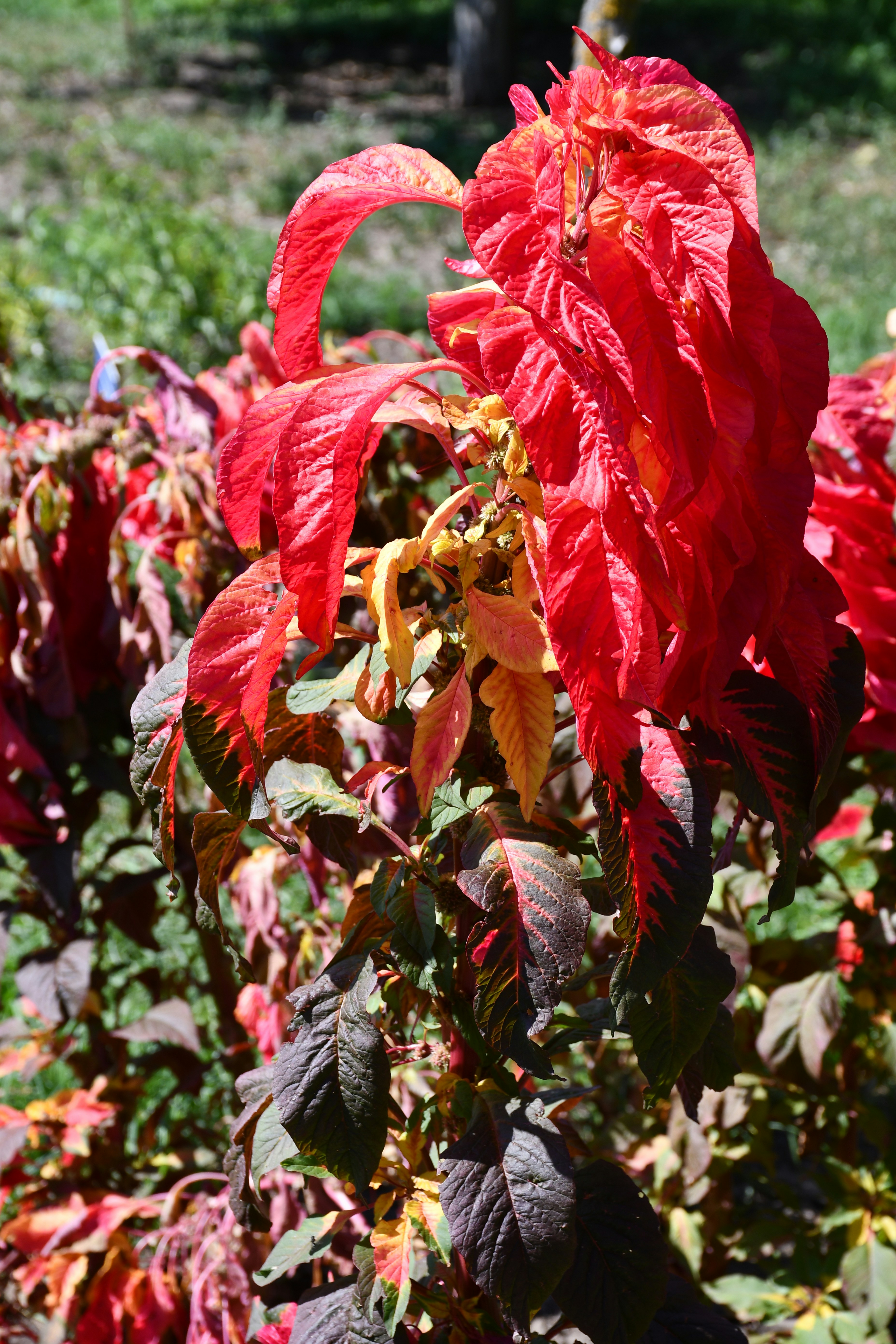Vibrant red amaranth plant in a garden.