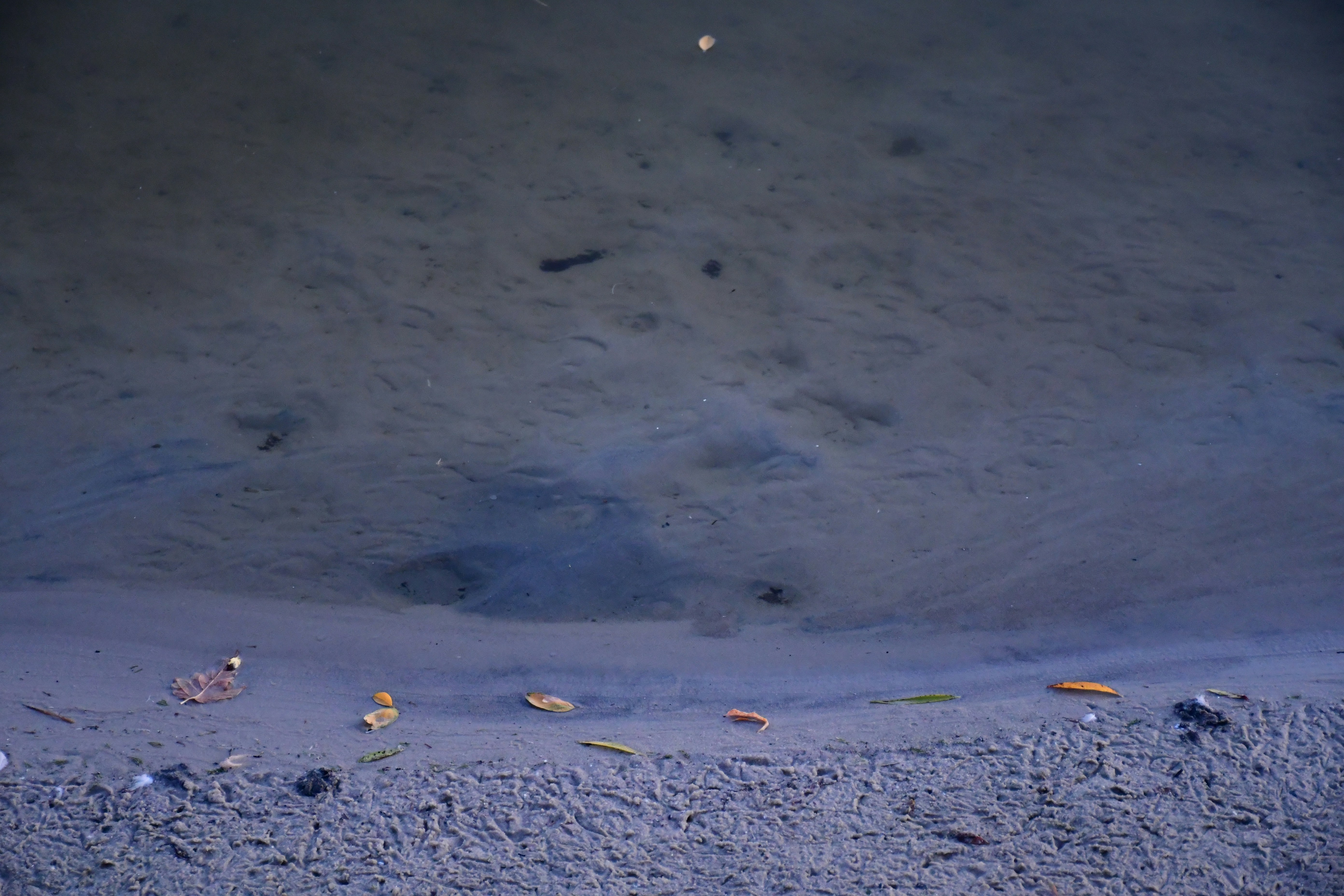 Small fish swim in shallow murky water near shore.