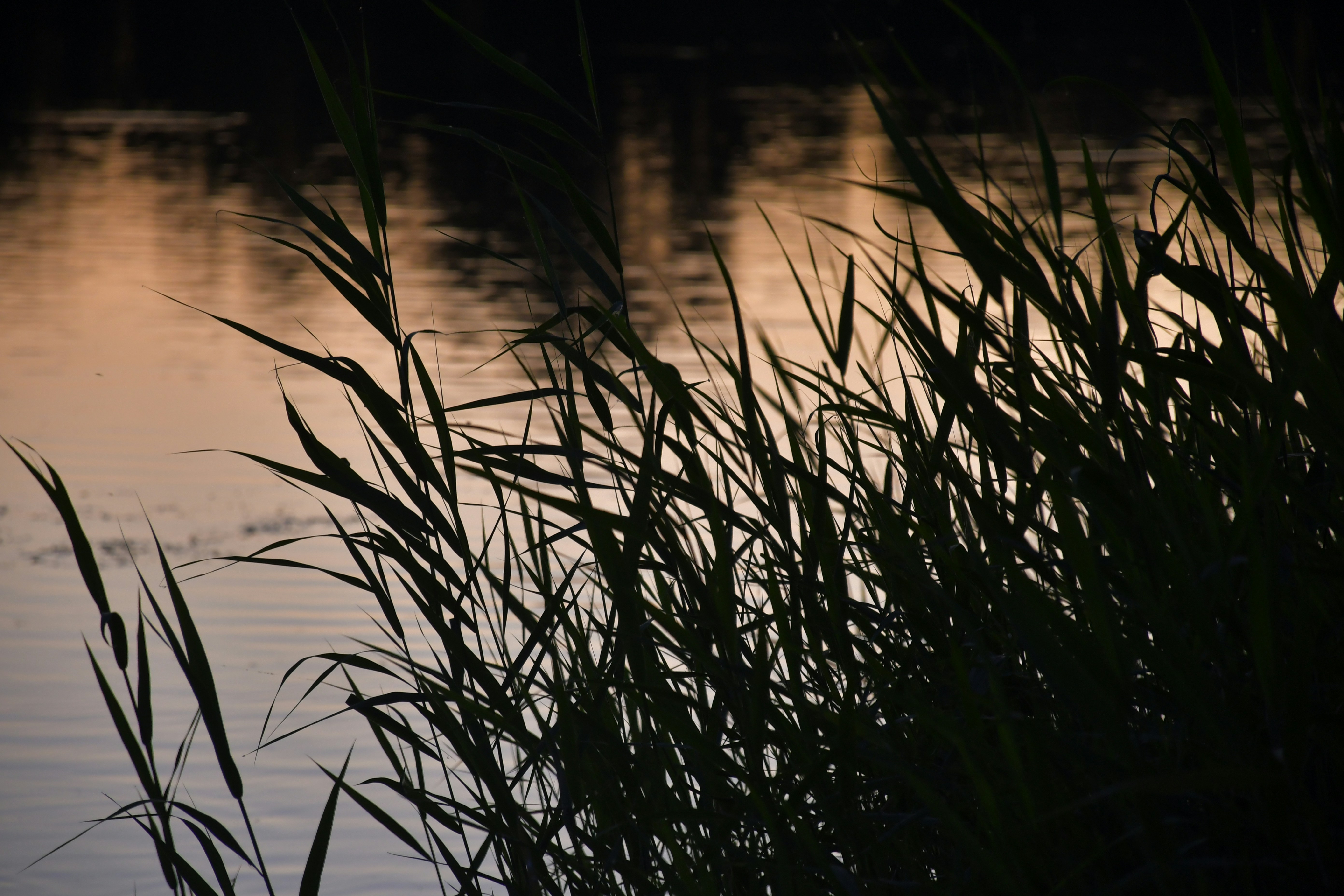 Photo by anna_kharkivska