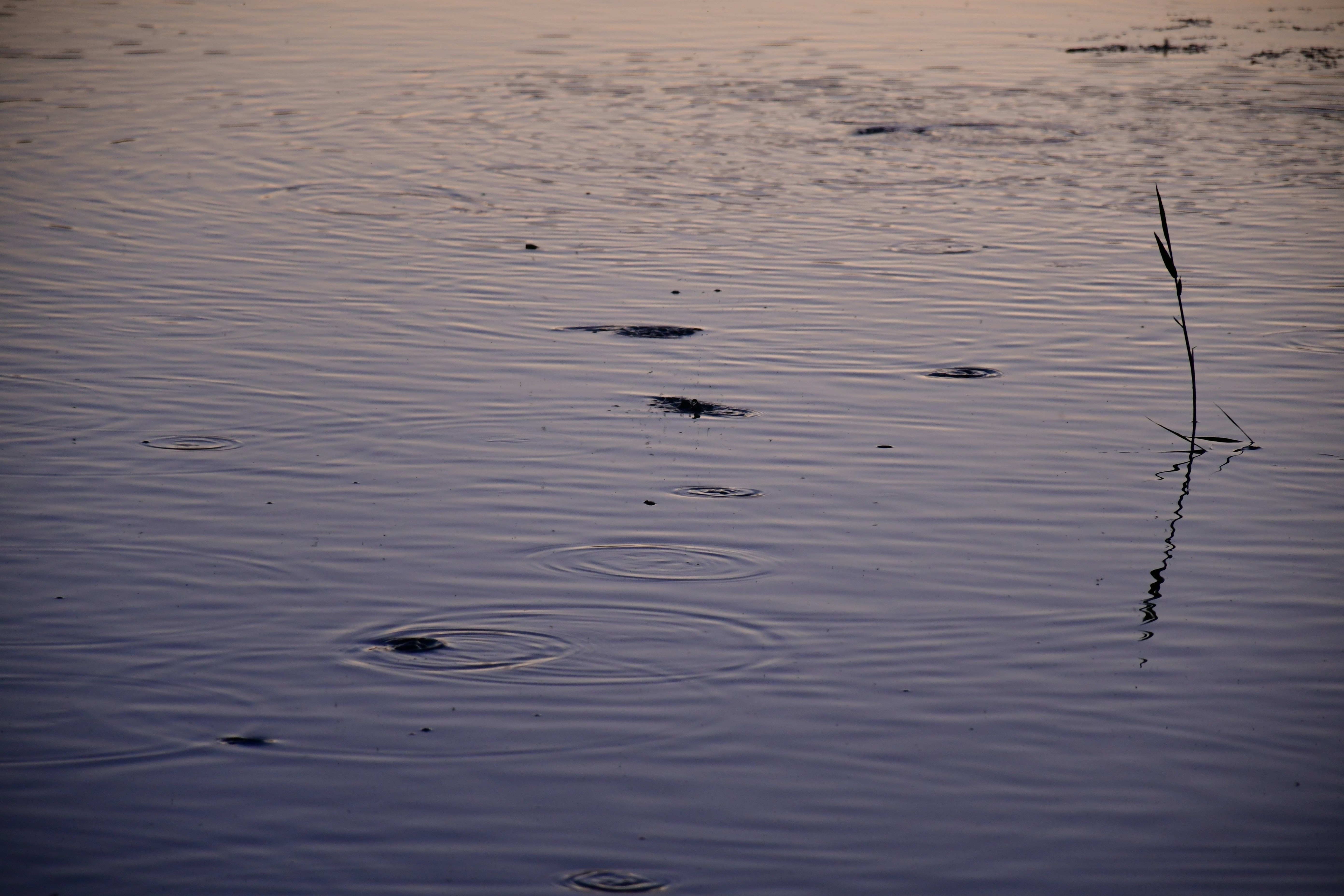 Photo by anna_kharkivska