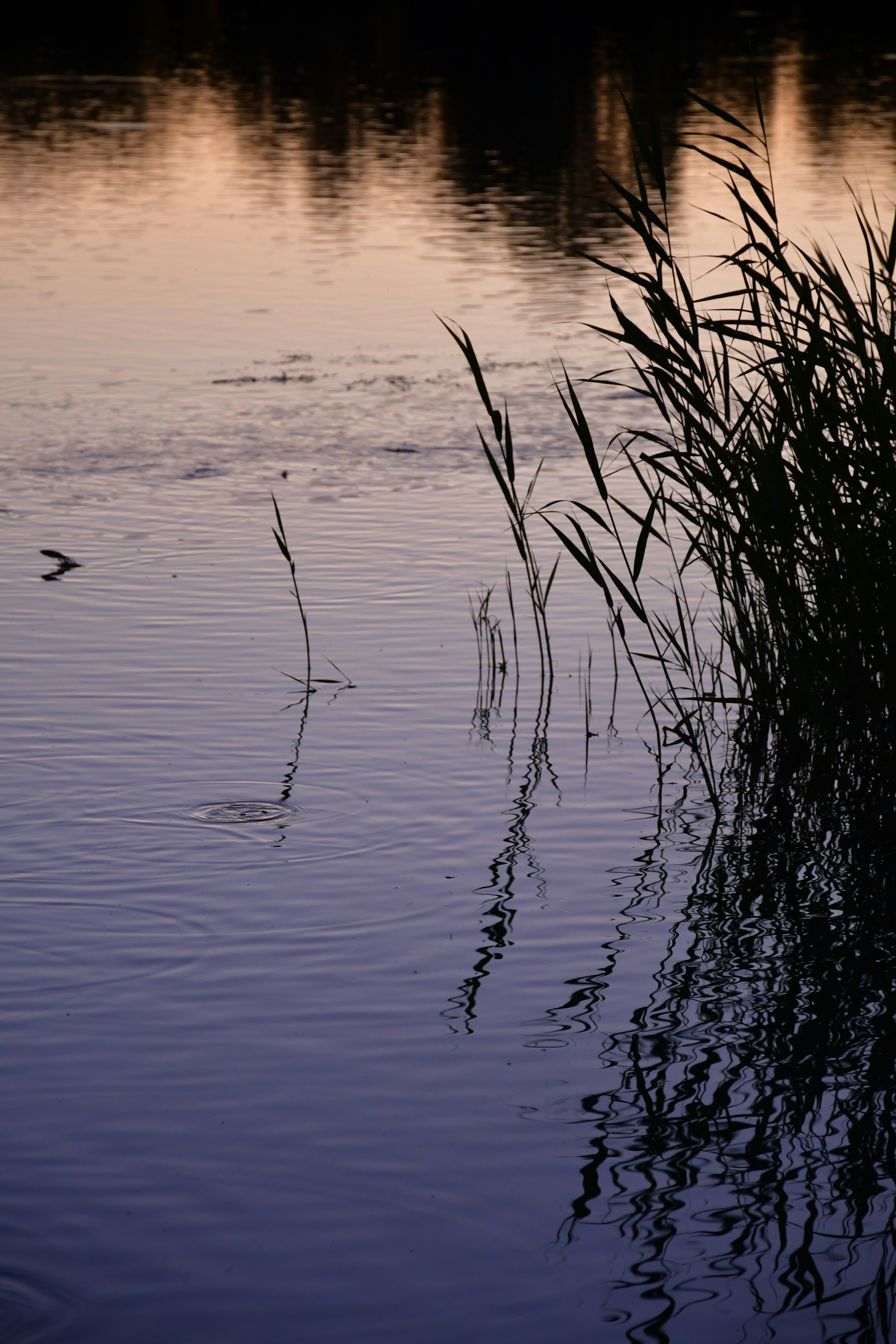 Photo by anna_kharkivska