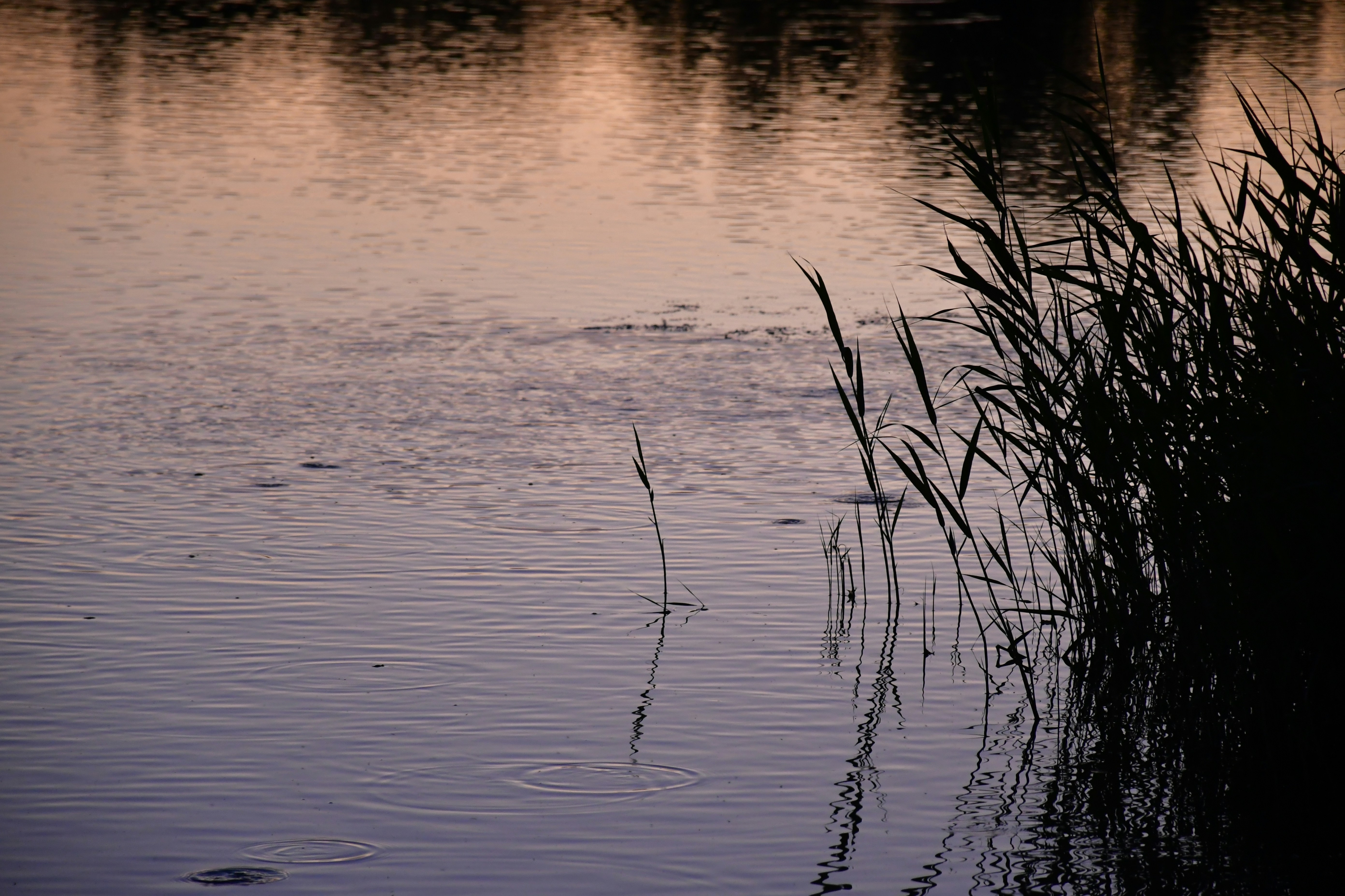 Photo by anna_kharkivska