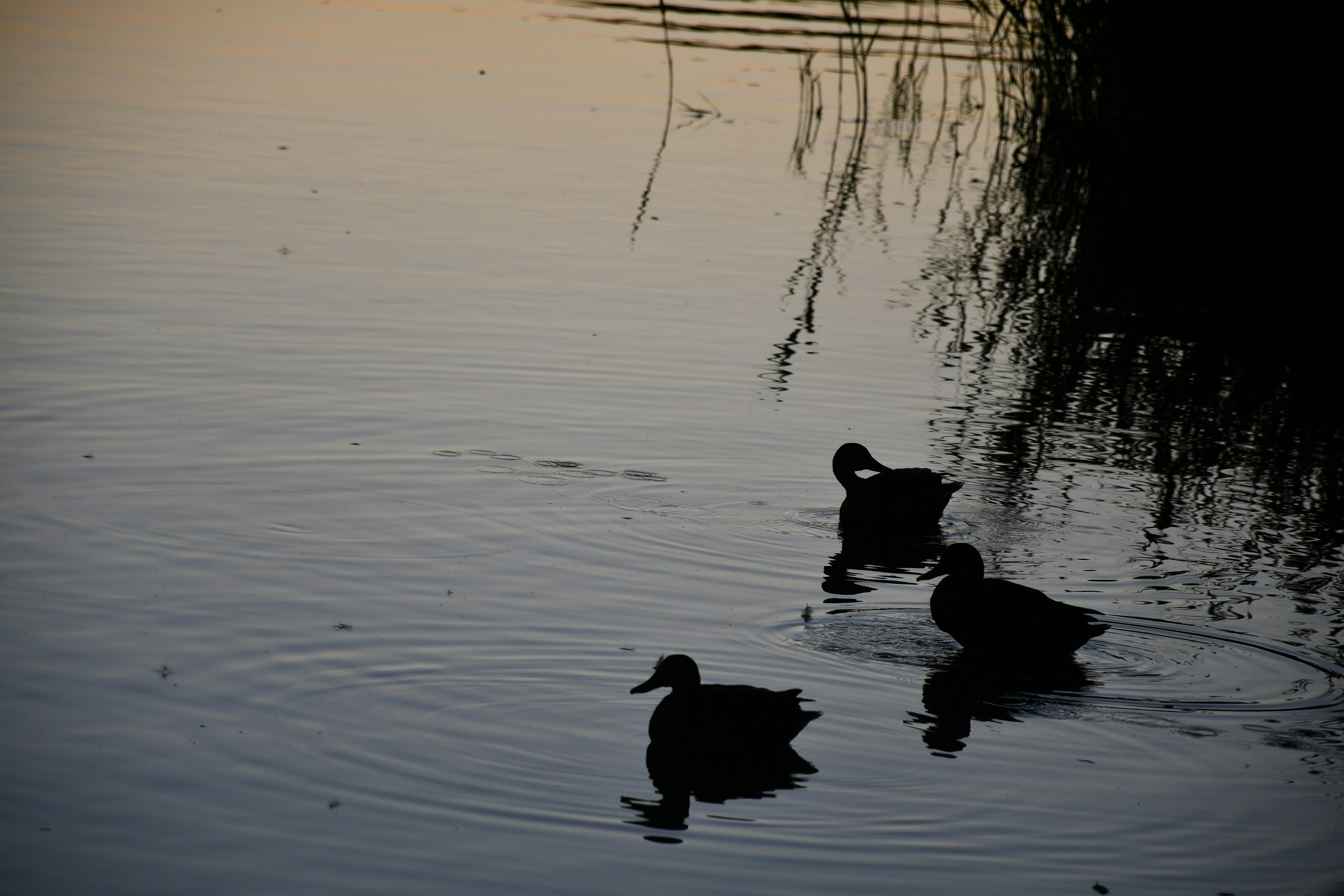 Photo by anna_kharkivska