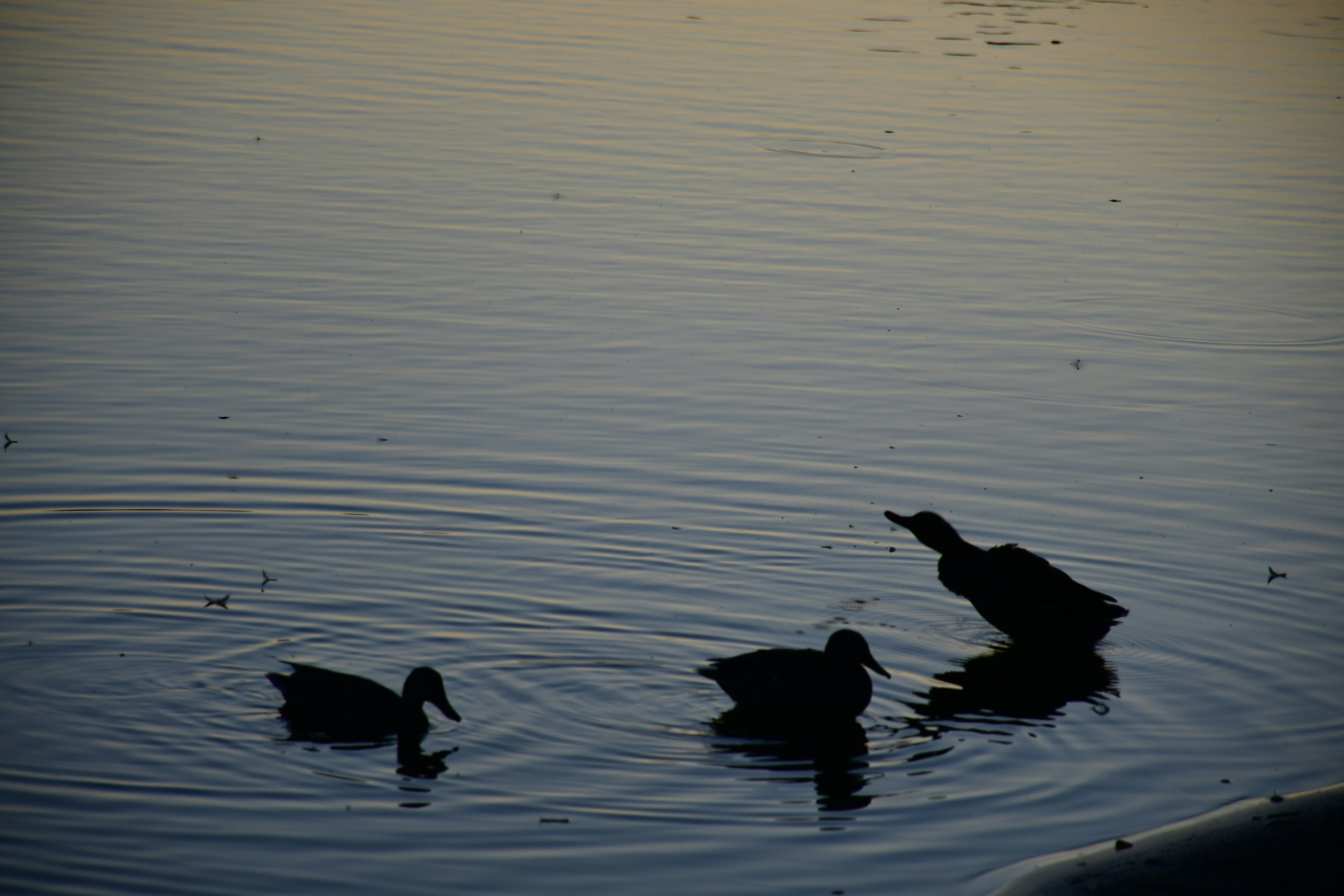 Photo by anna_kharkivska