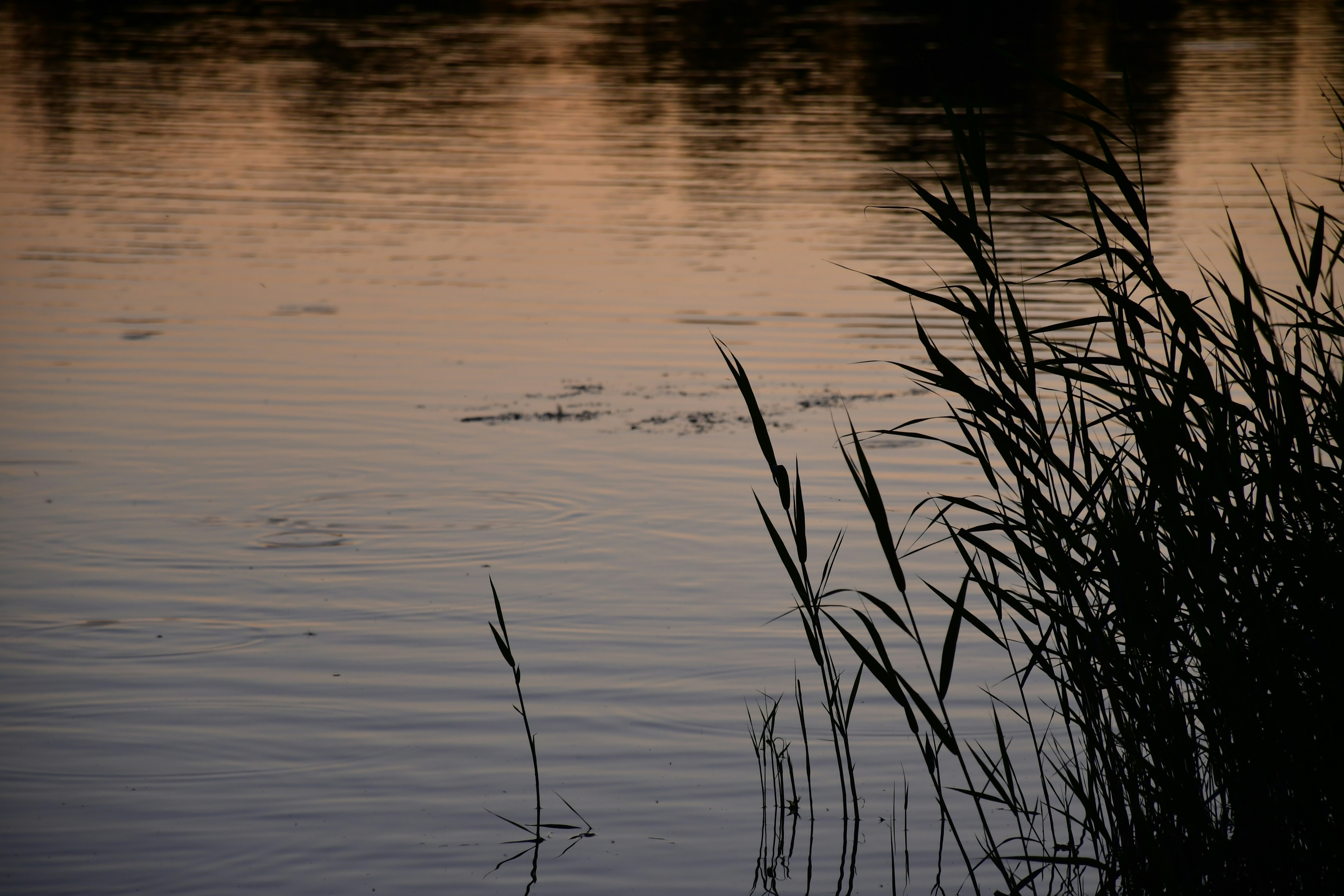 Photo by anna_kharkivska