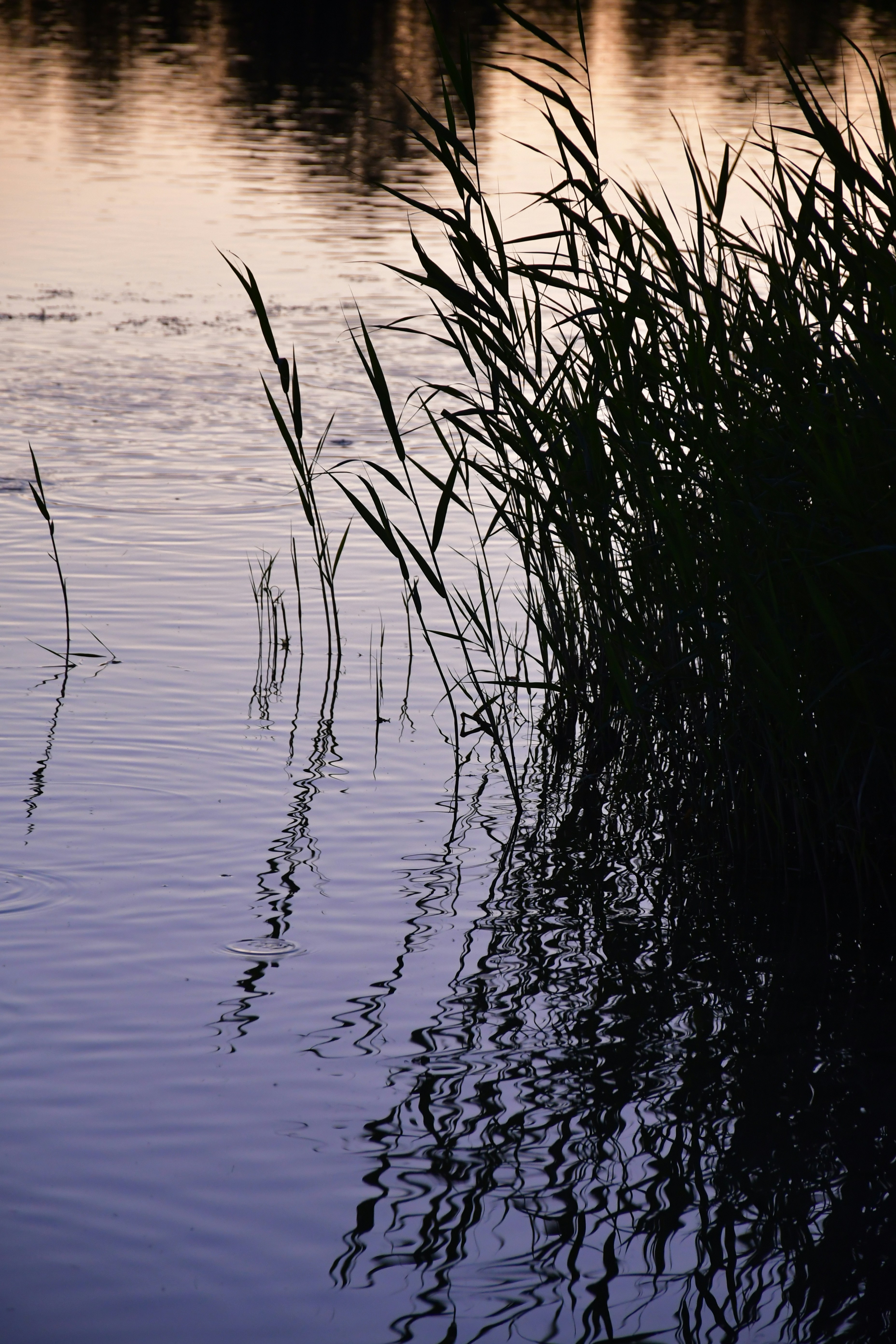 Photo by anna_kharkivska