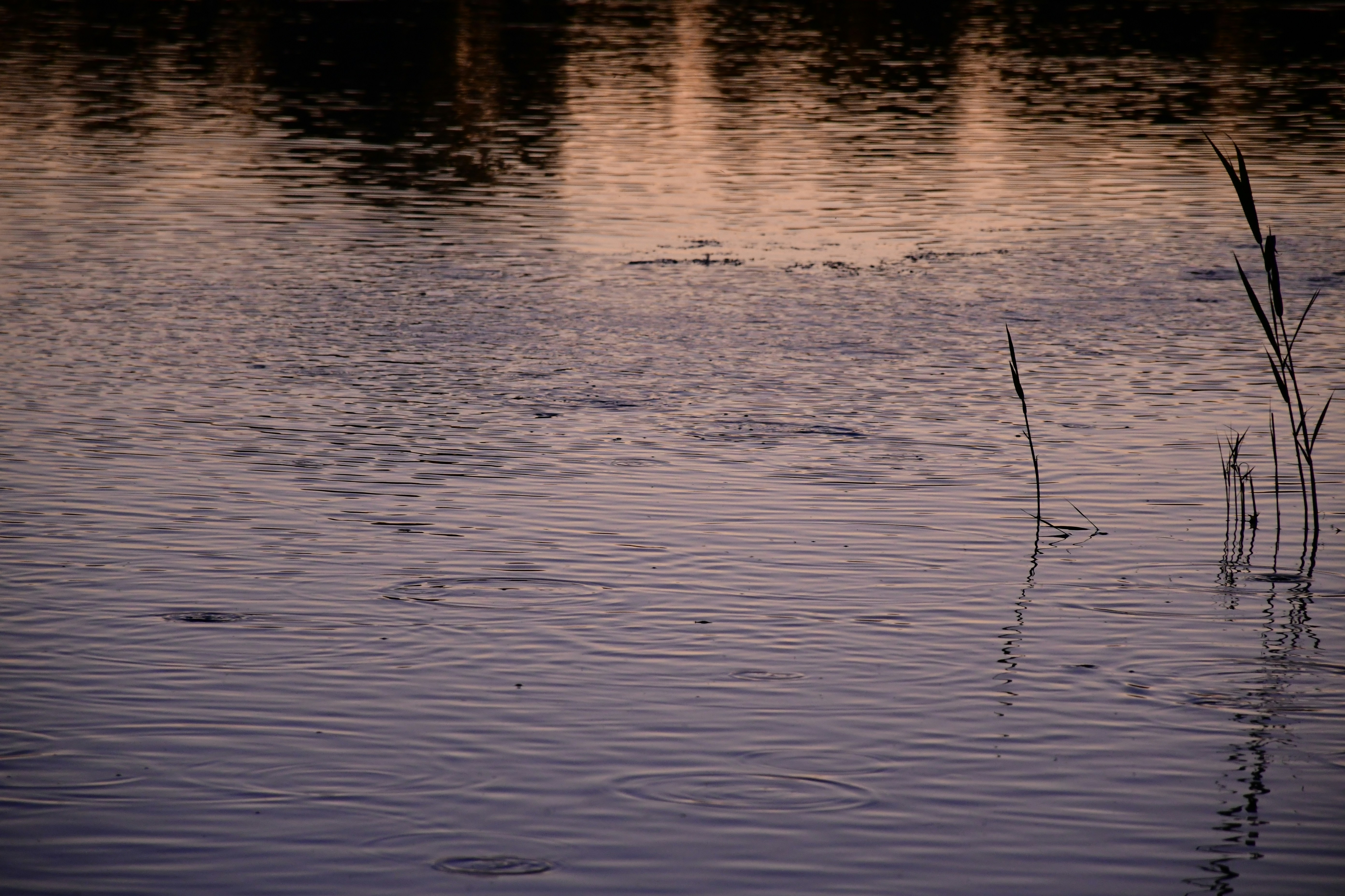 Photo by anna_kharkivska