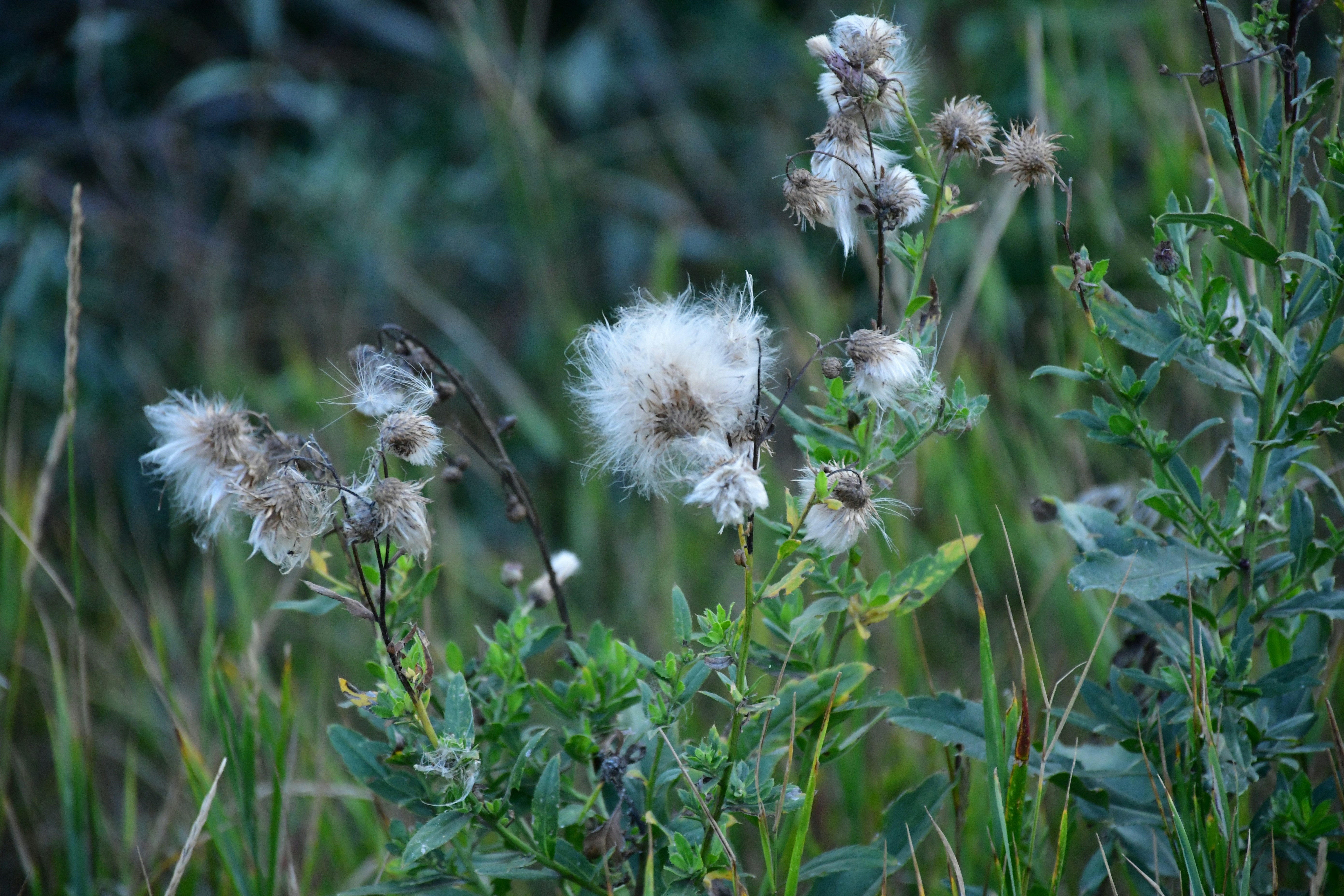 Photo by anna_kharkivska