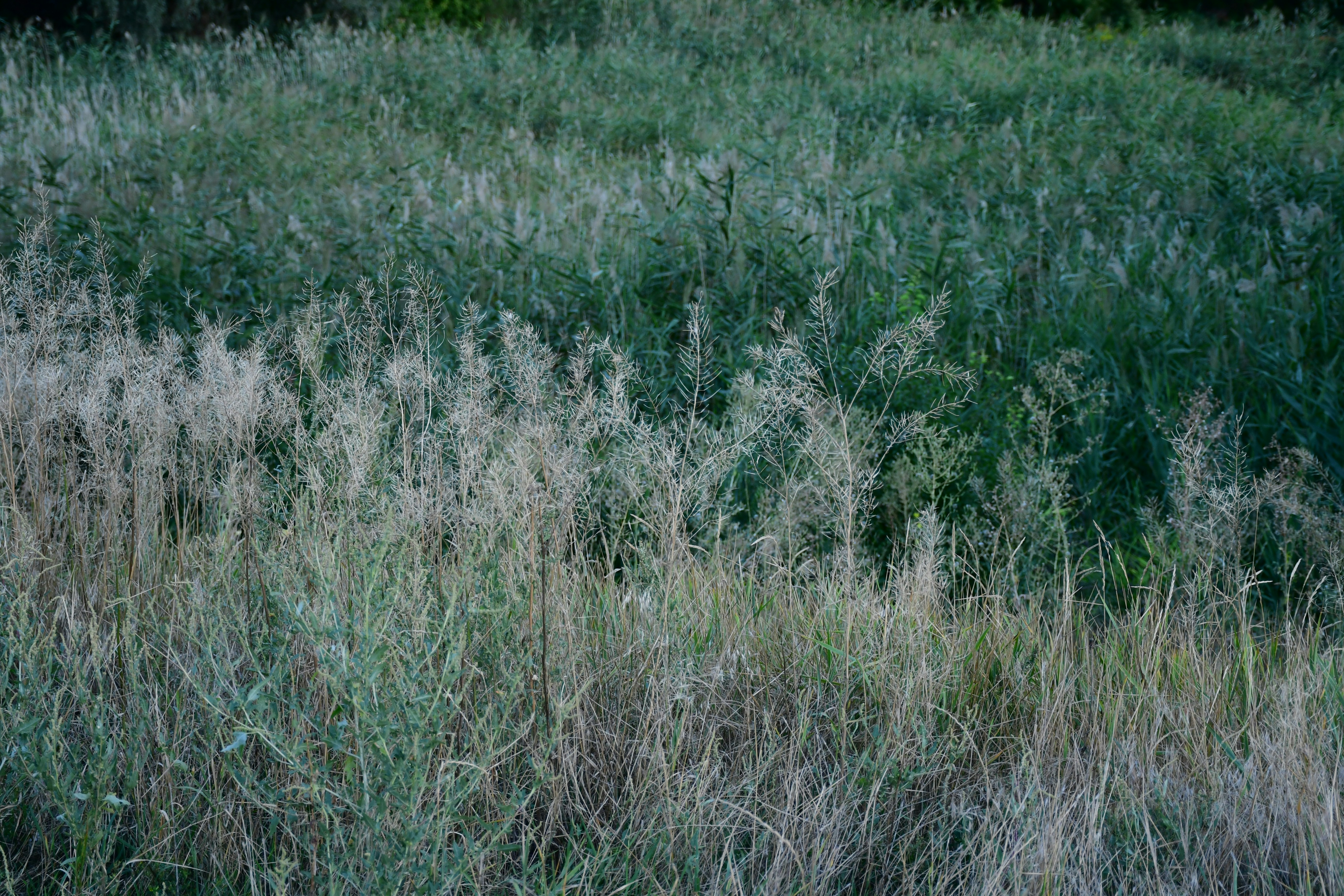 Photo by anna_kharkivska