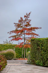 Tree with red leaves in a manicured garden